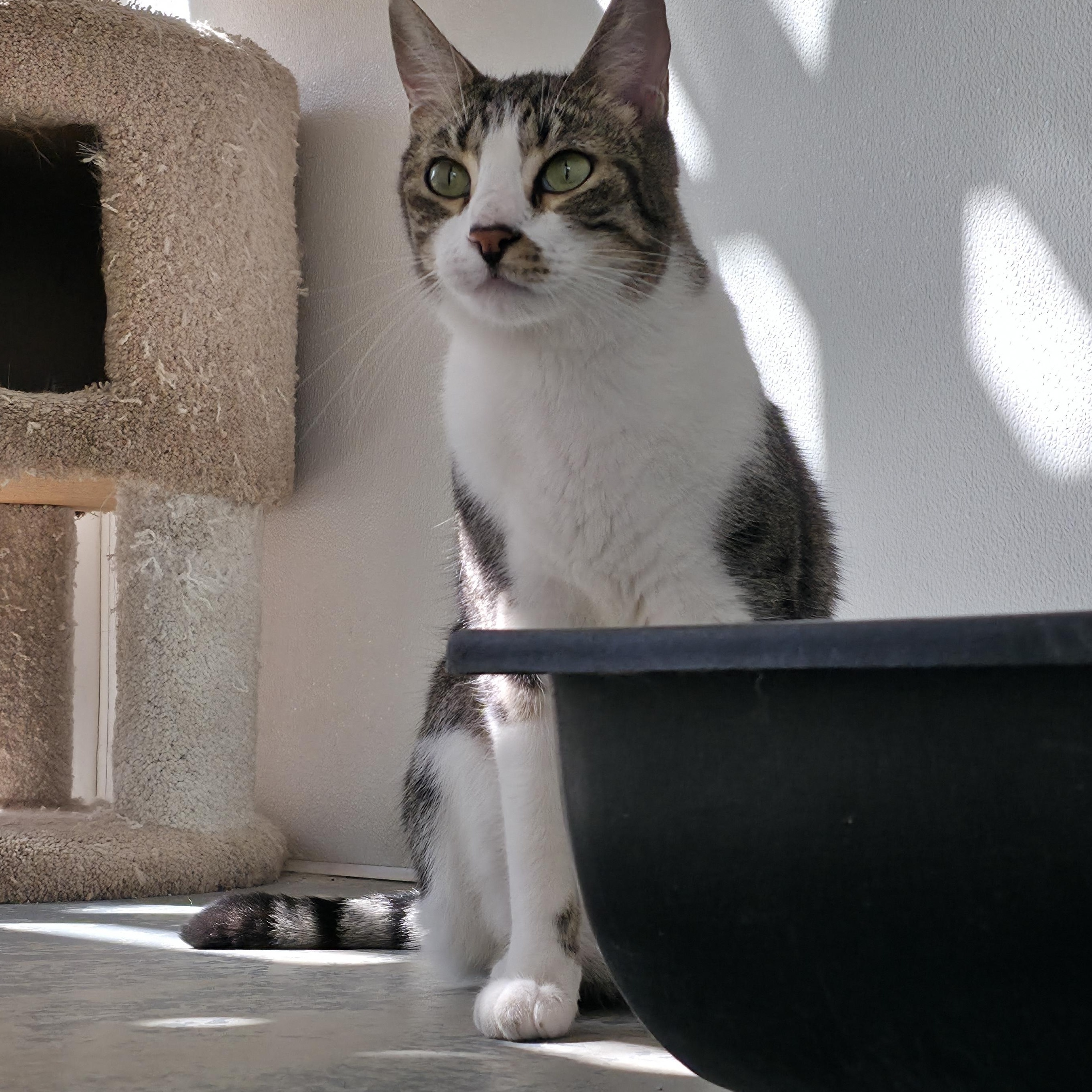 Enlarge Marley, a Adoptable mixed breed in Hollister, CA image 1/6