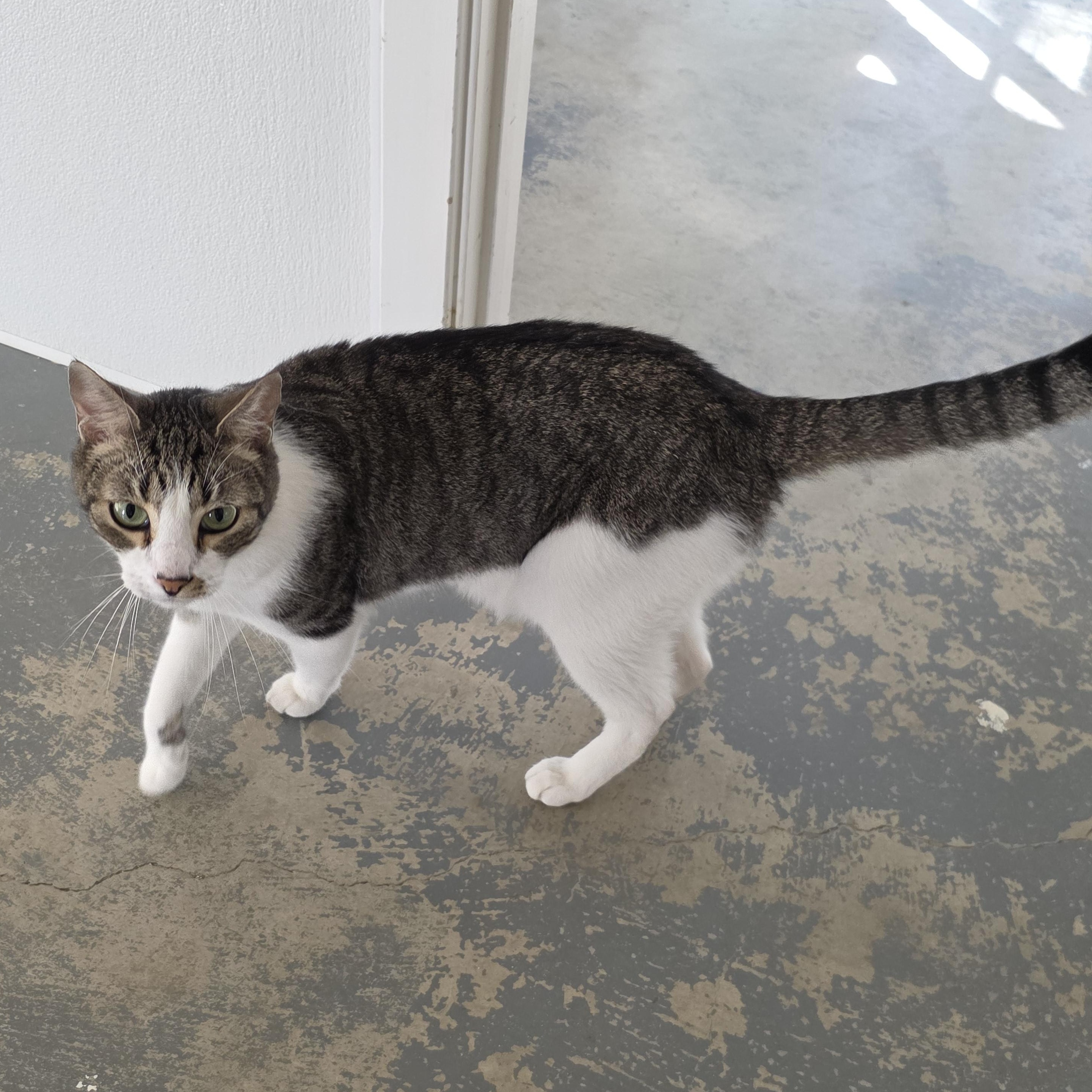 Enlarge Marley, a Adoptable mixed breed in Hollister, CA image 3/6