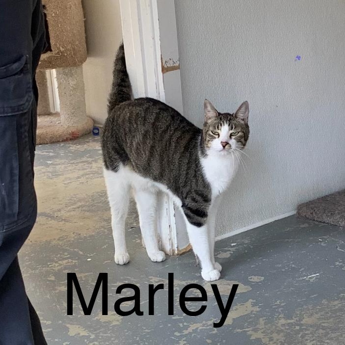 Marley, ADOPTABLE, Adult Male Domestic Short Hair.