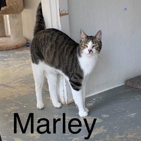 Enlarge Marley, a Adoptable mixed breed in Hollister, CA image 2/6