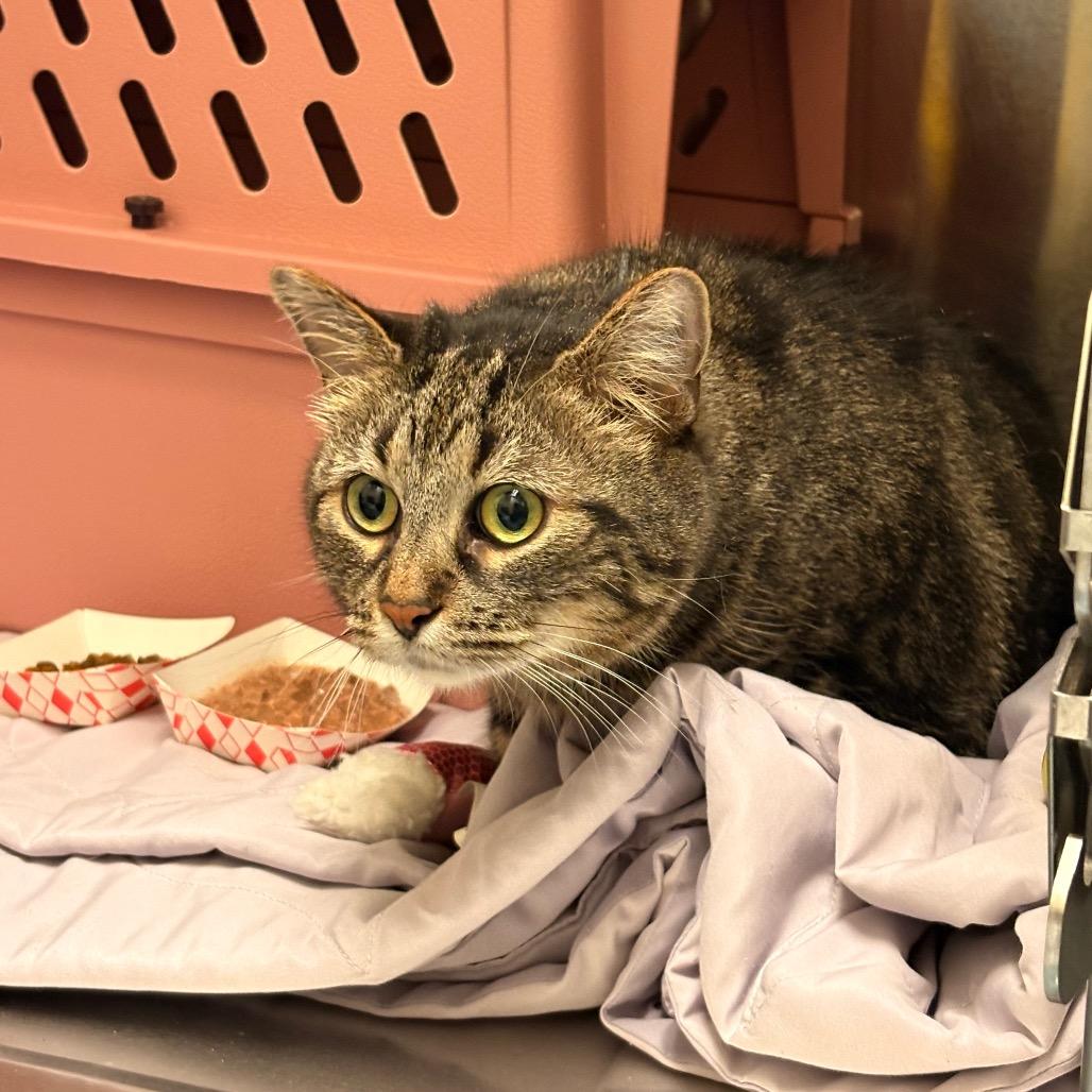 Timida - Available from Foster, a Adoptable mixed breed in South Burlington, VT image 3/5