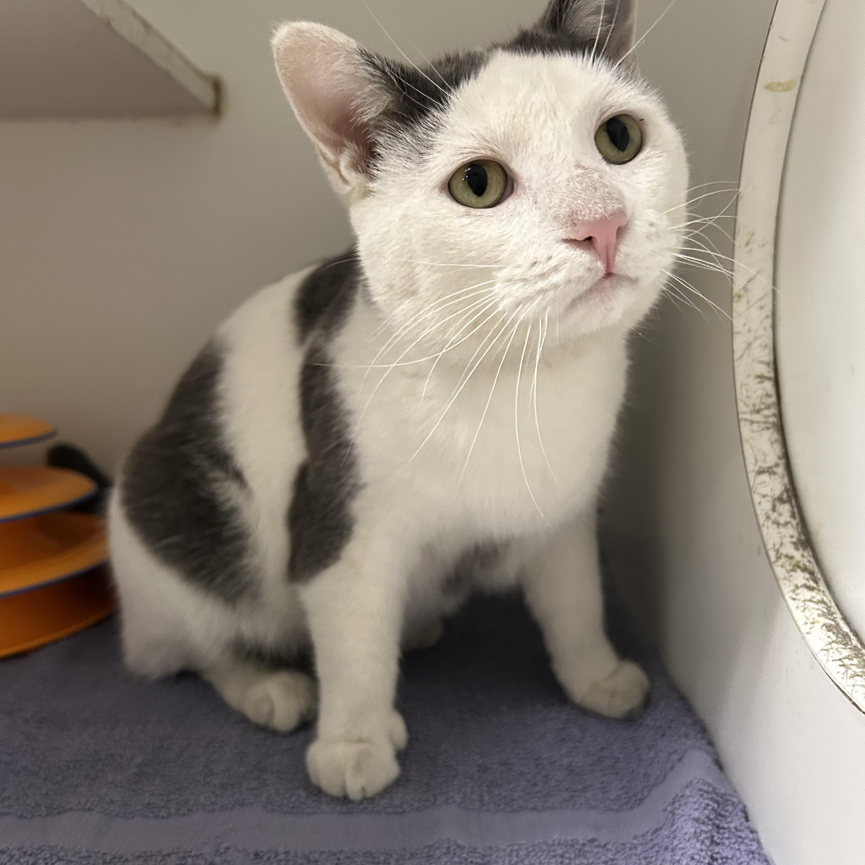 Felix, a Adoptable Domestic Short Hair in La Grange Park, IL image 1/3