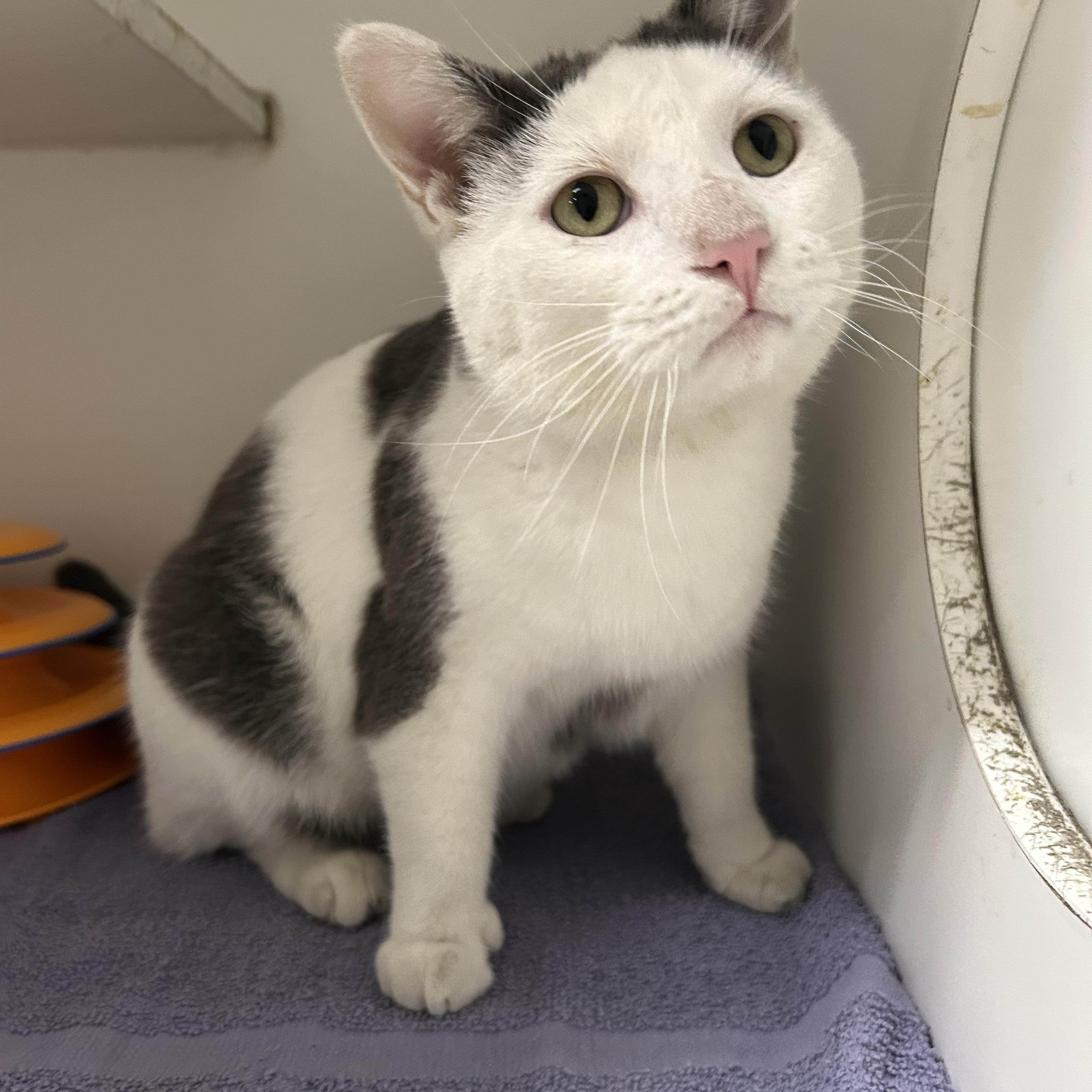 Felix, a Adoptable Domestic Short Hair in La Grange Park, IL image 3/3