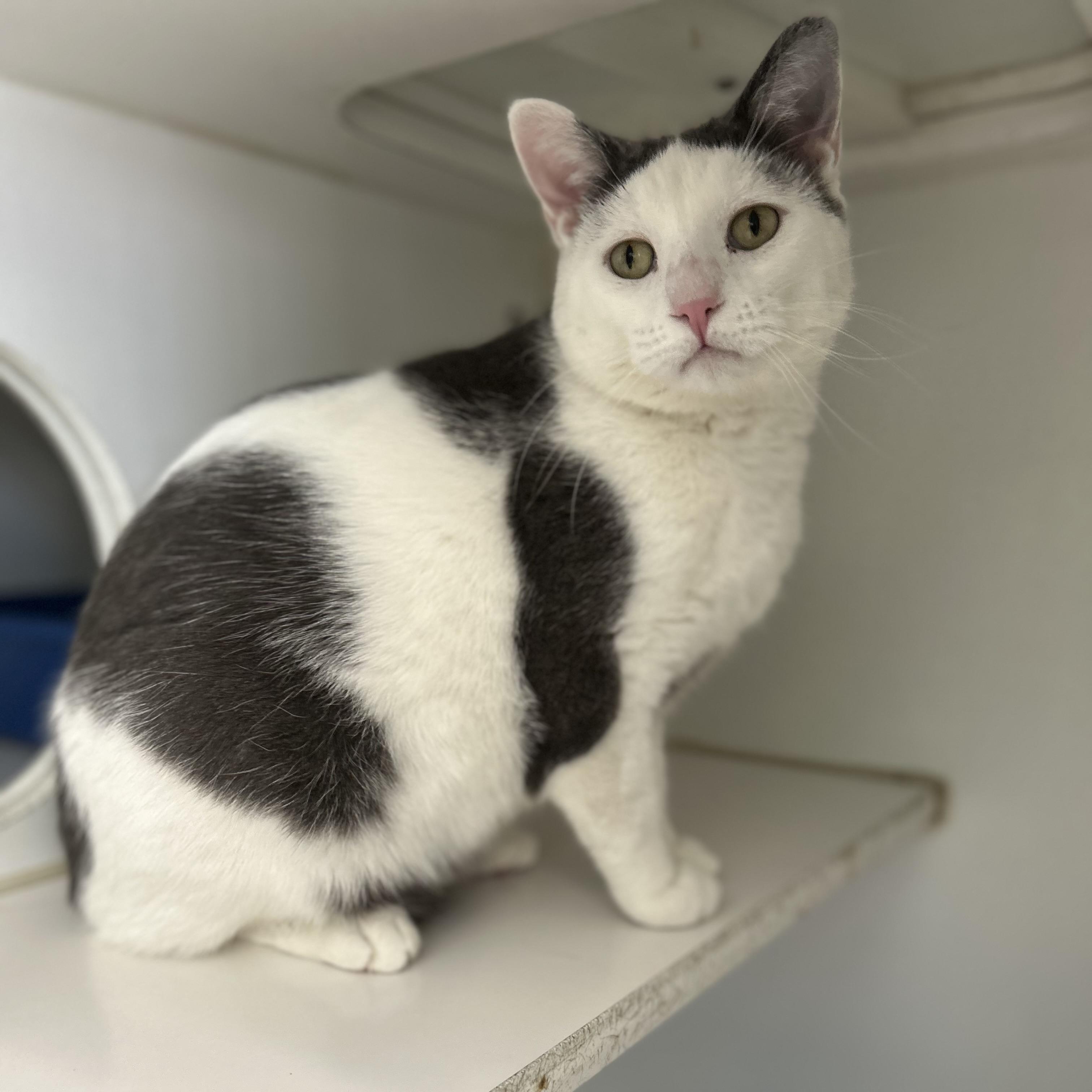 Felix, a Adoptable Domestic Short Hair in La Grange Park, IL image 2/3