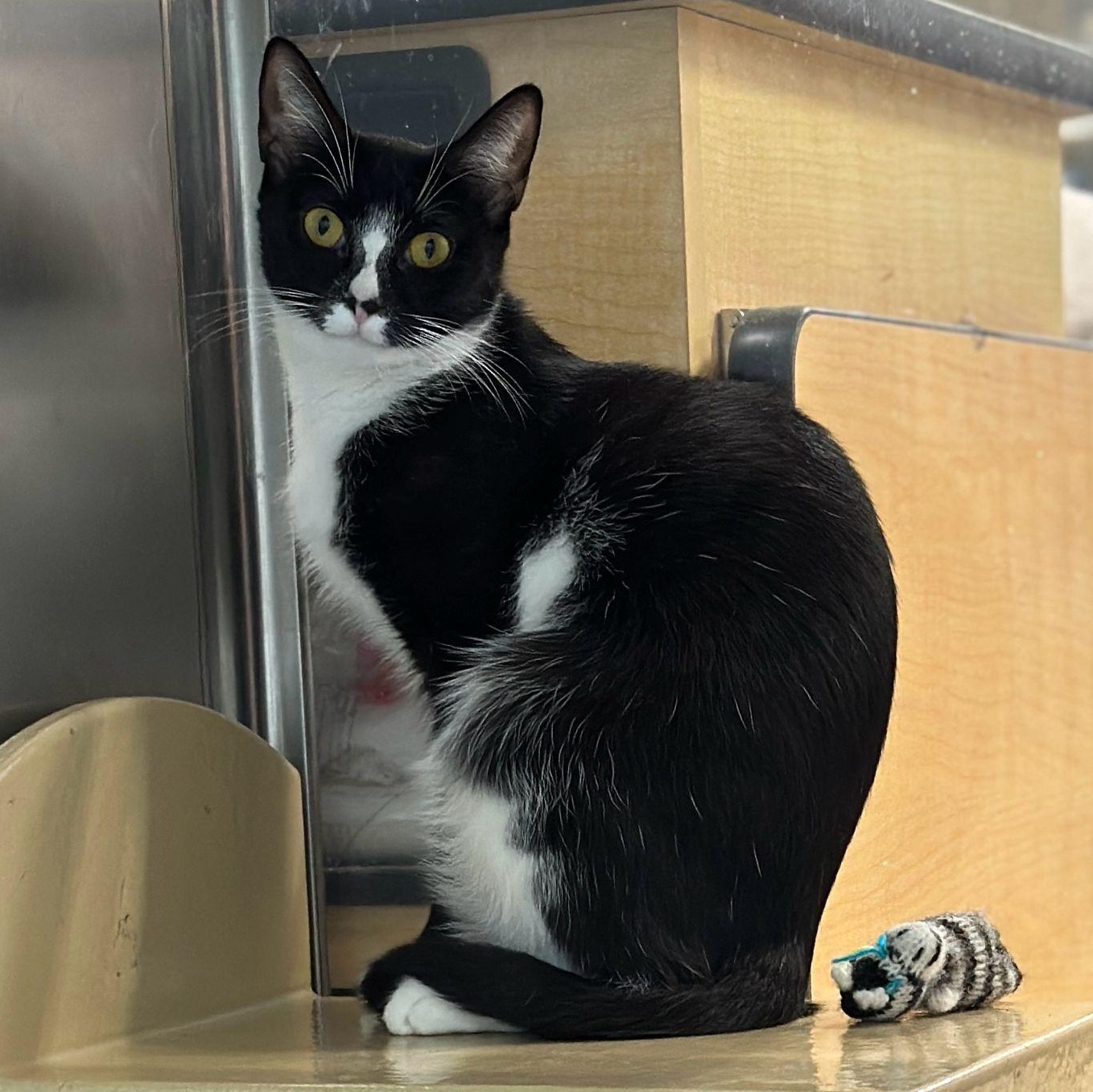 Anahia, a Adoptable Tuxedo in Miami, FL image 4/6