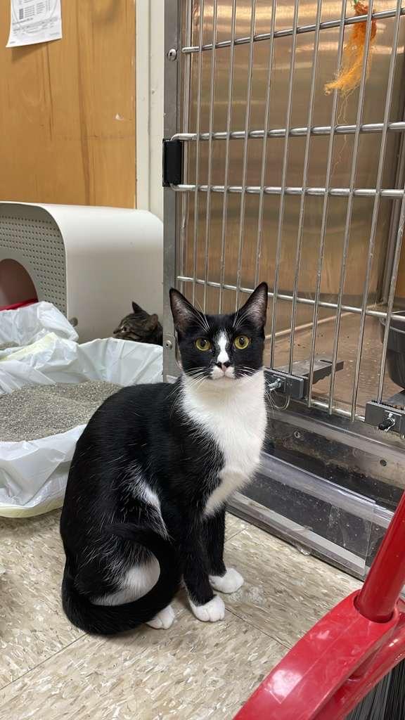 Anahia, Adoptable, Young Female Tuxedo.