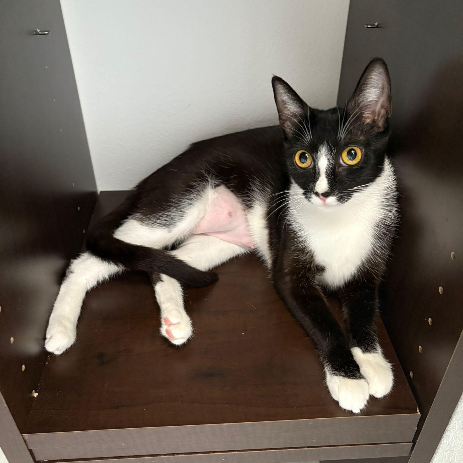 Anahia, a Adoptable Tuxedo in Miami, FL image 6/6