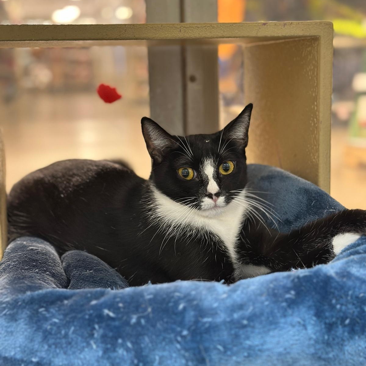 Anahia, a Adoptable Tuxedo in Miami, FL image 2/6