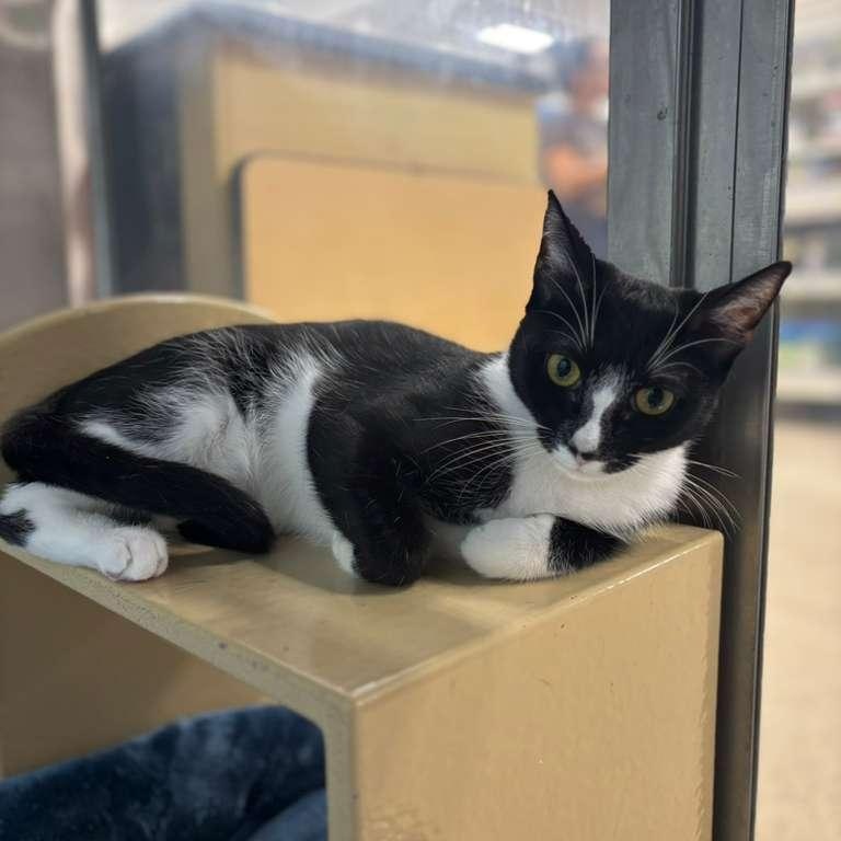 Anahia, a Adoptable Tuxedo in Miami, FL image 3/6