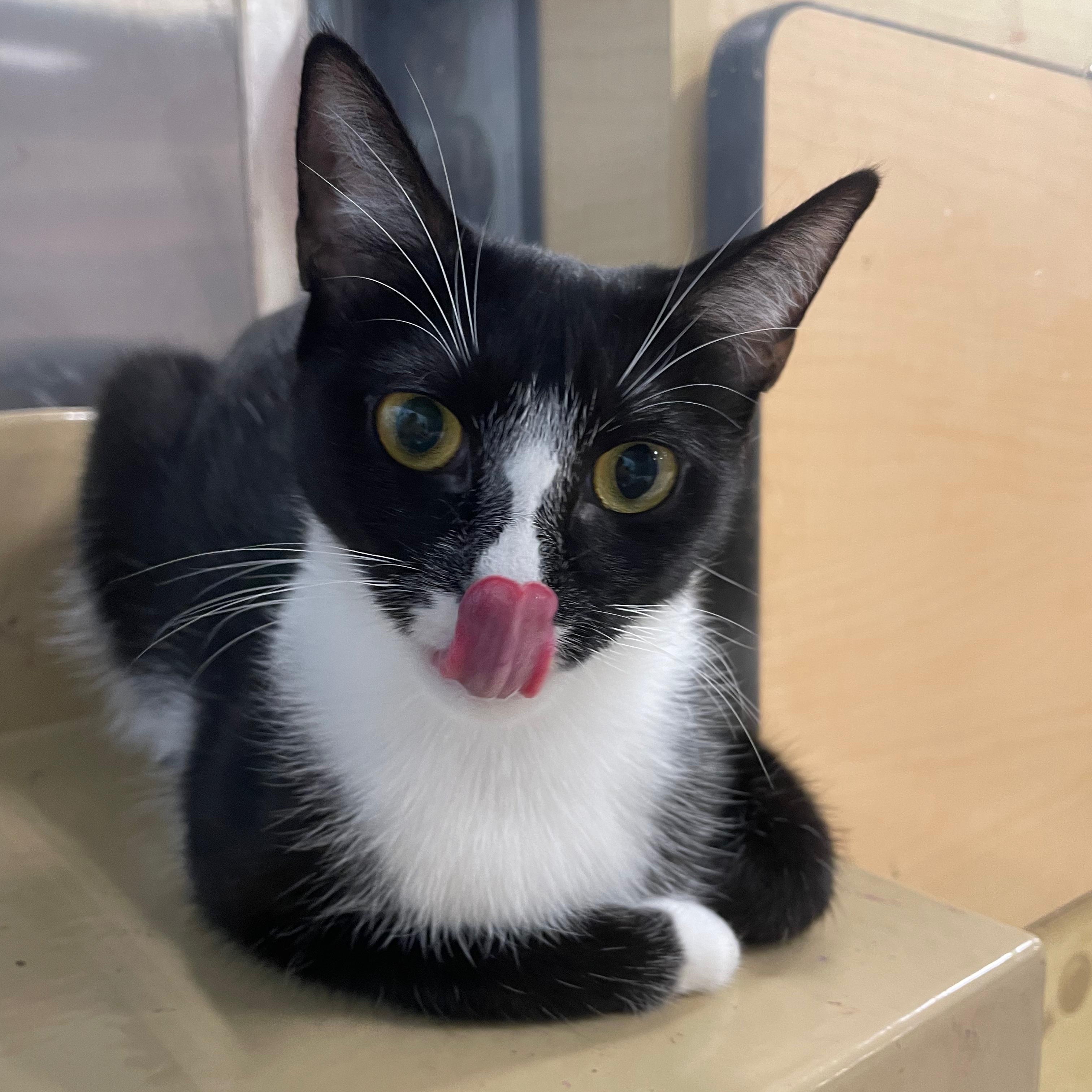 Anahia, a Adoptable Tuxedo in Miami, FL image 5/6