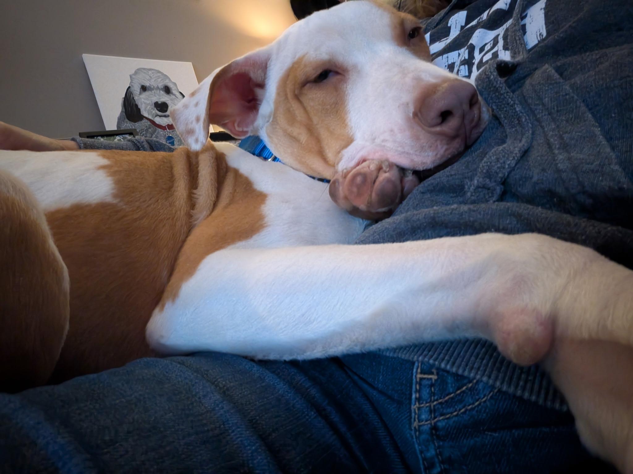 Acorn, Adoptable, Young Male Pit Bull Terrier.