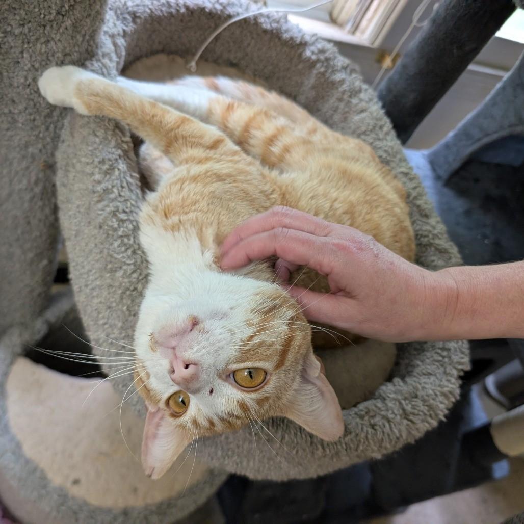 Enlarge Surya-Total Ginger Here, a Adoptable Tabby in Laurel, MD image 2/6
