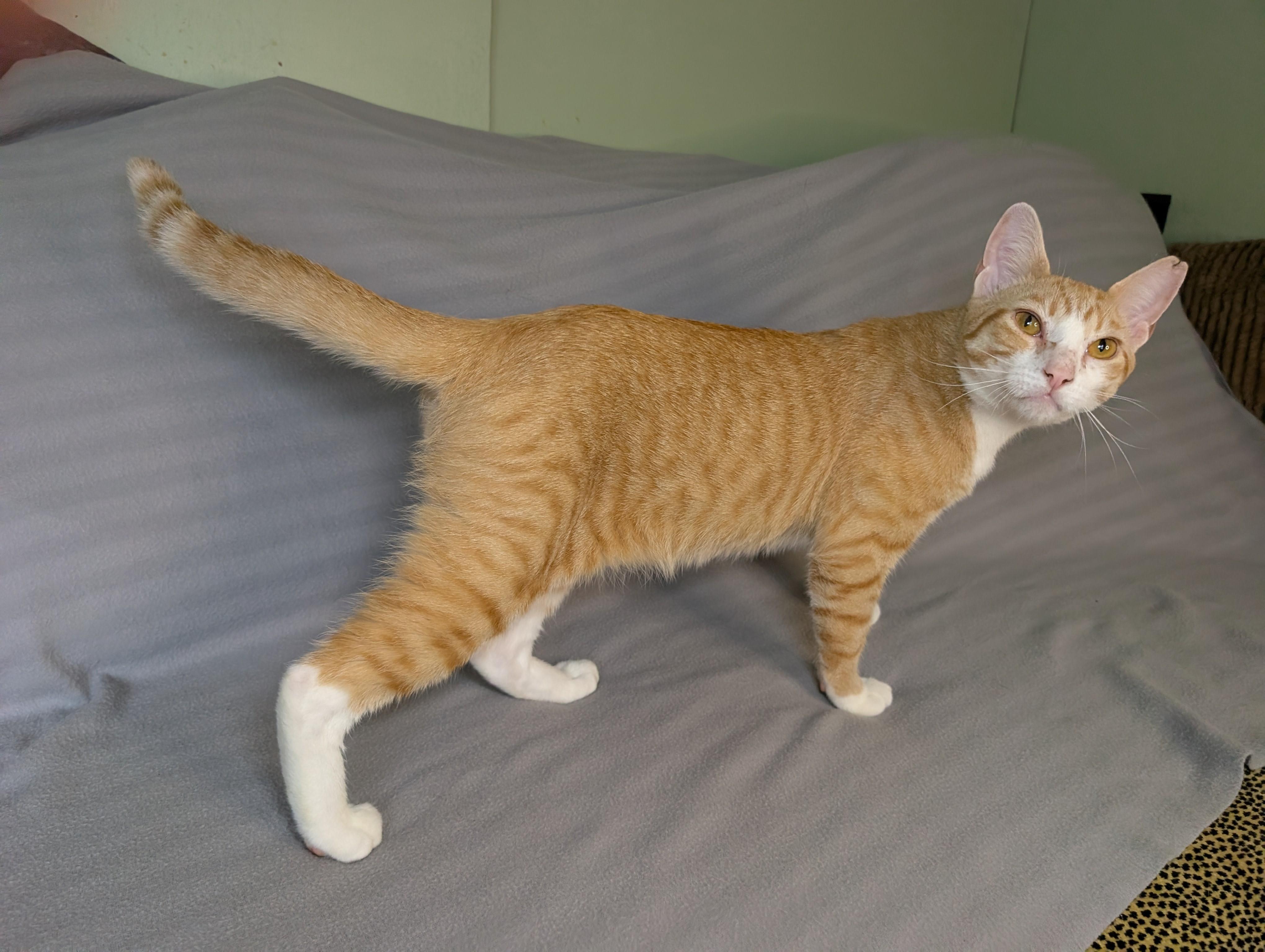 Enlarge Surya-Total Ginger Here, a Adoptable Tabby in Laurel, MD image 5/6