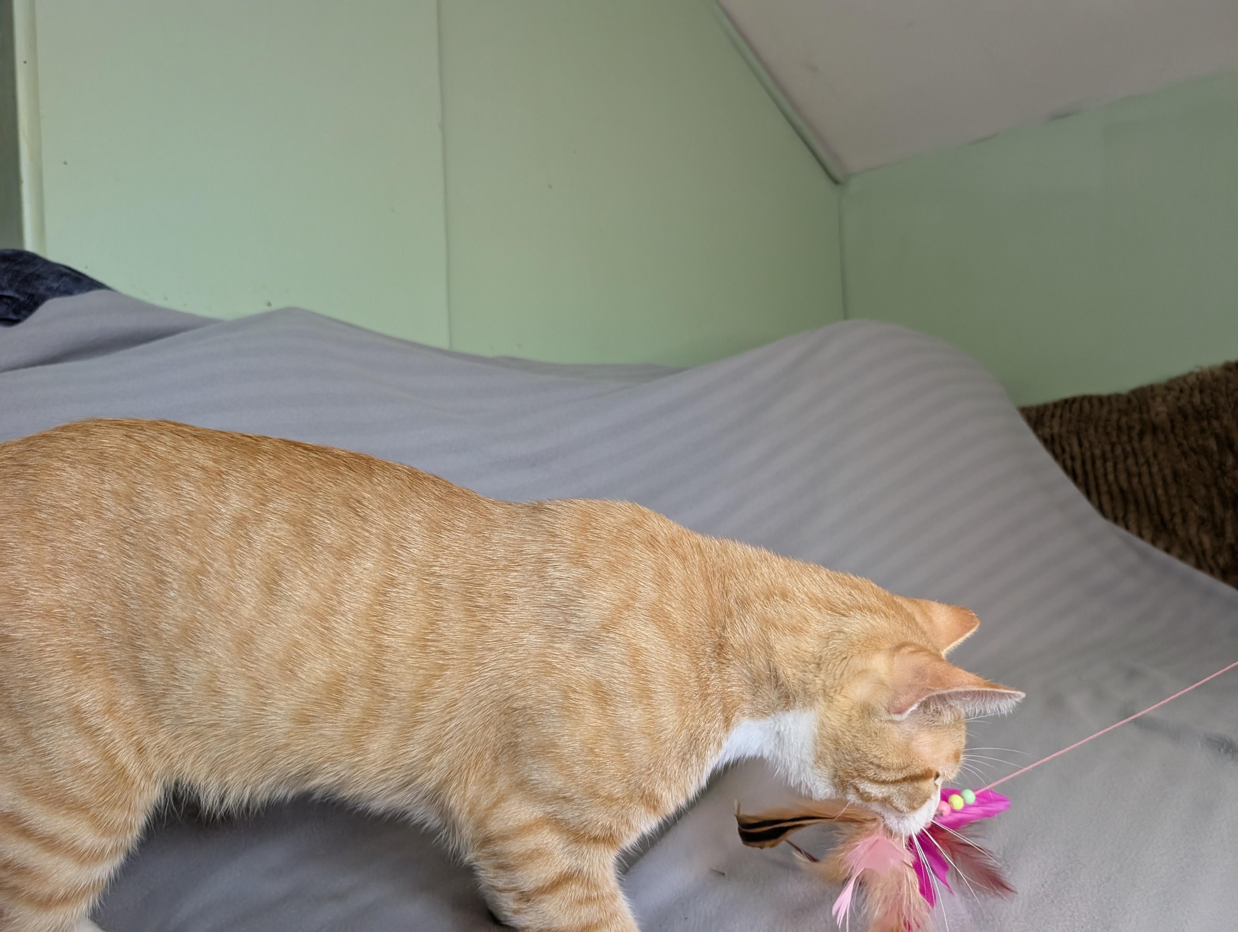 Enlarge Surya-Total Ginger Here, a Adoptable Tabby in Laurel, MD image 3/6