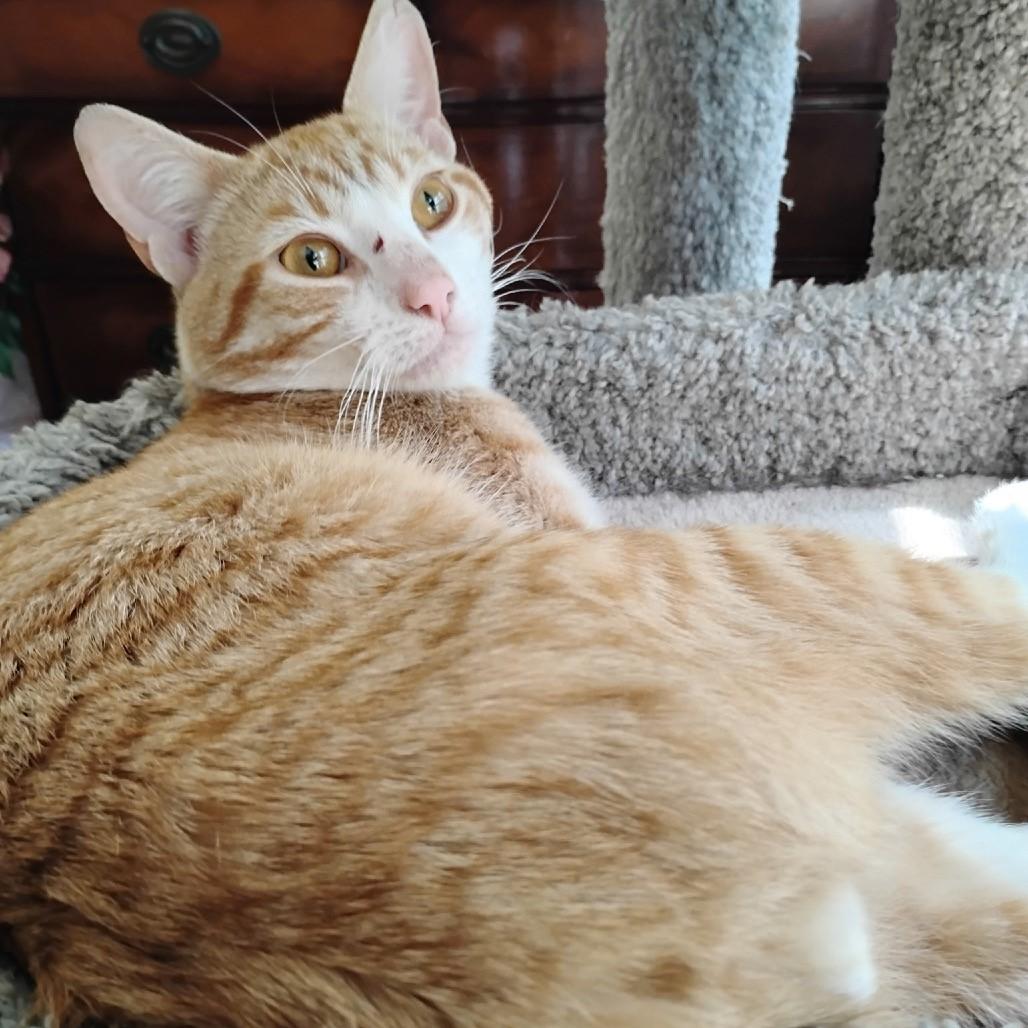 Enlarge Surya-Total Ginger Here, a Adoptable Tabby in Laurel, MD image 4/6