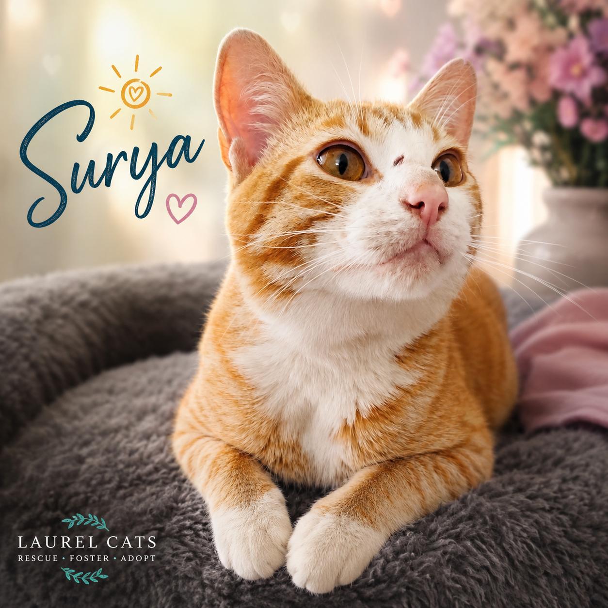 Surya-Total Ginger Here, Adoptable, Young Male Tabby.