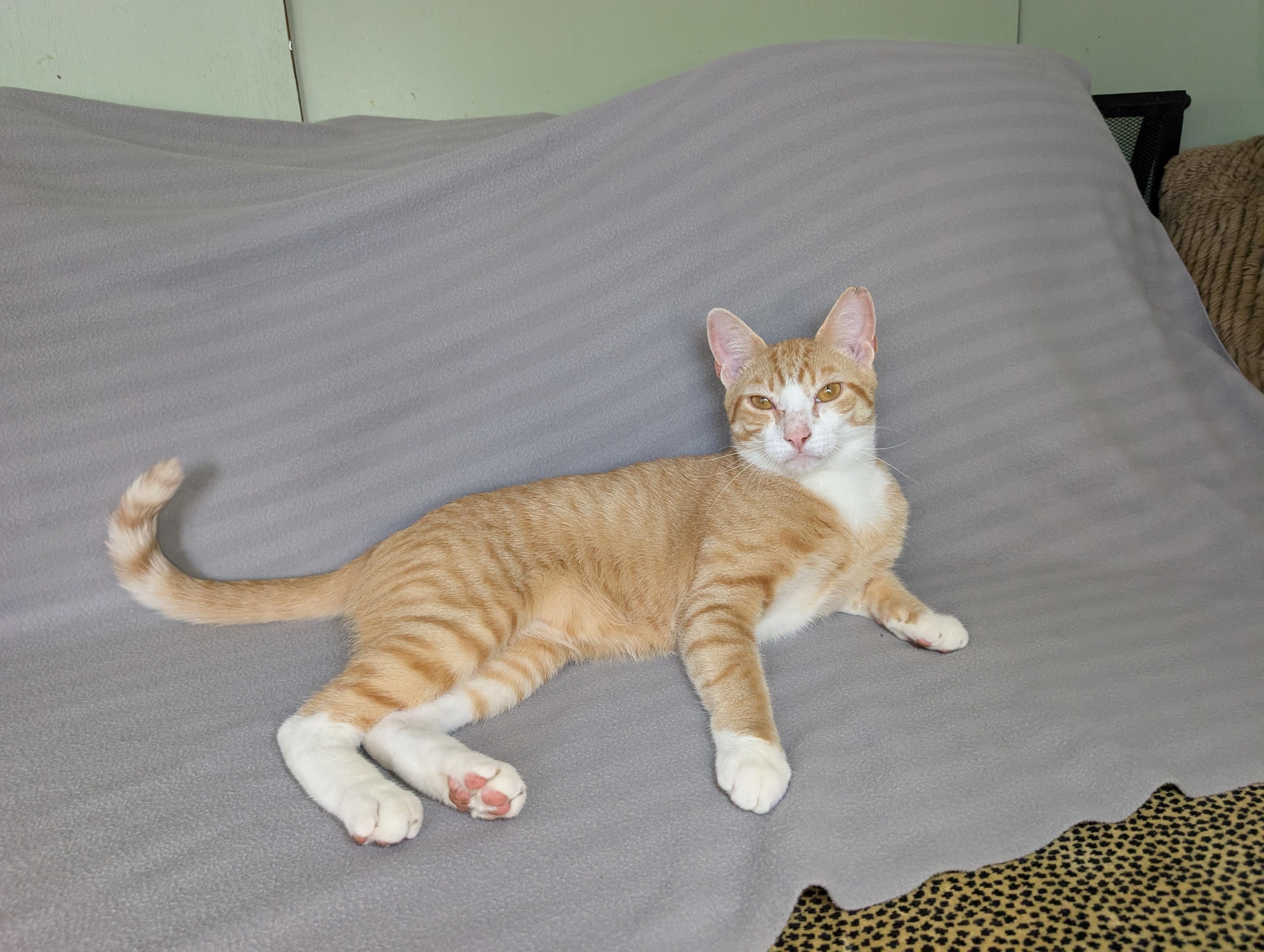 Enlarge Surya-Total Ginger Here, a Adoptable Tabby in Laurel, MD image 6/6