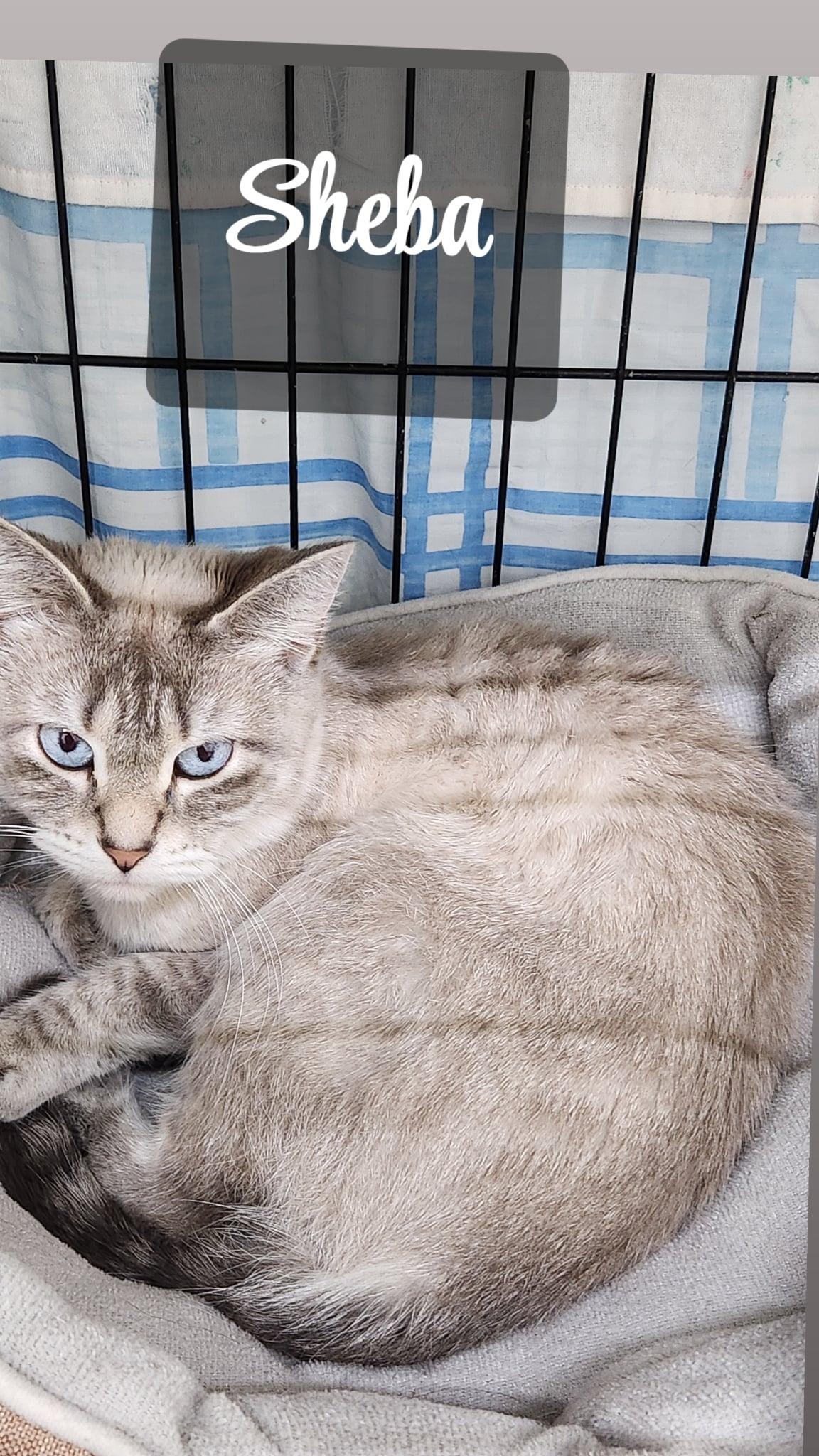 Enlarge Sheba, an adopted Domestic Short Hair in Le Mars, IA image 2/2