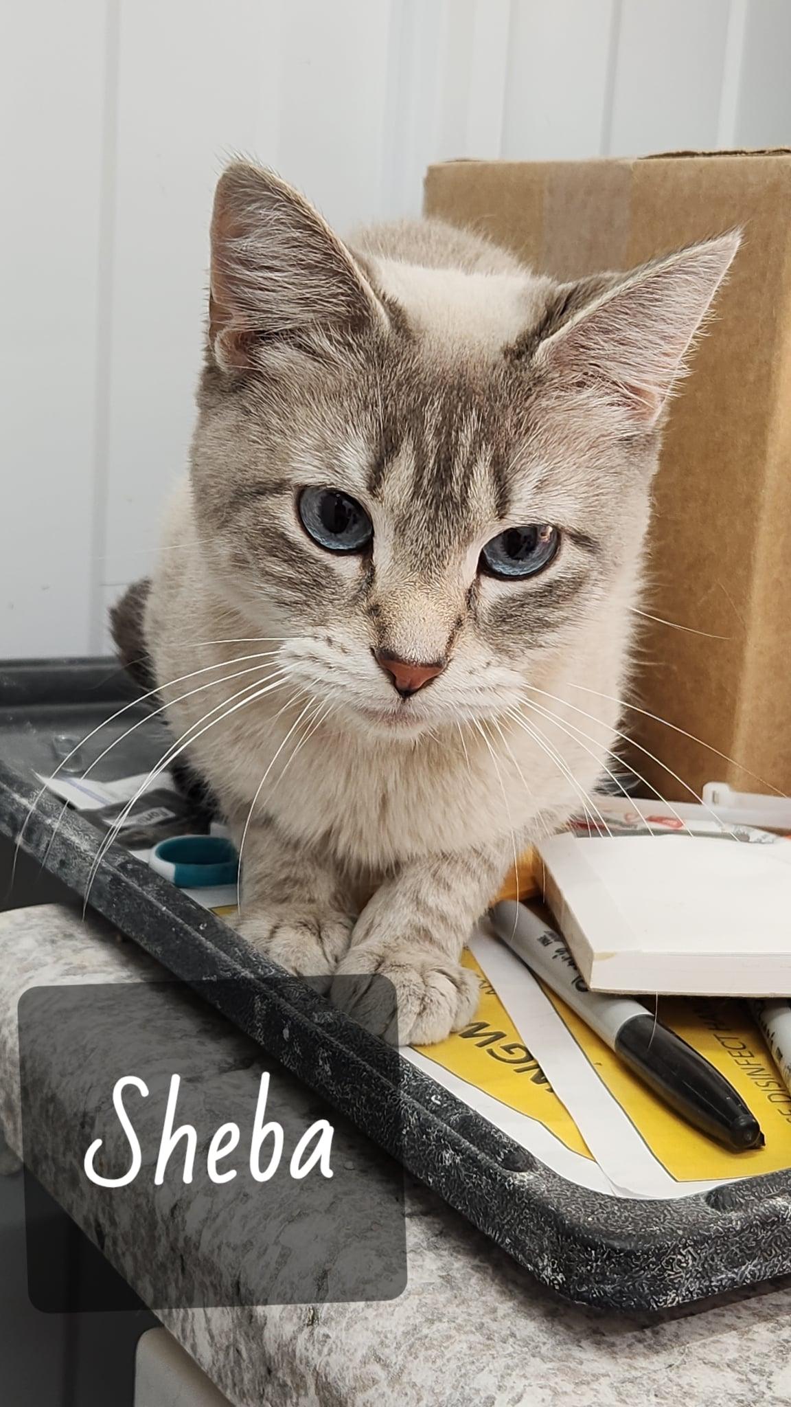 Enlarge Sheba, an adopted Domestic Short Hair in Le Mars, IA image 1/2