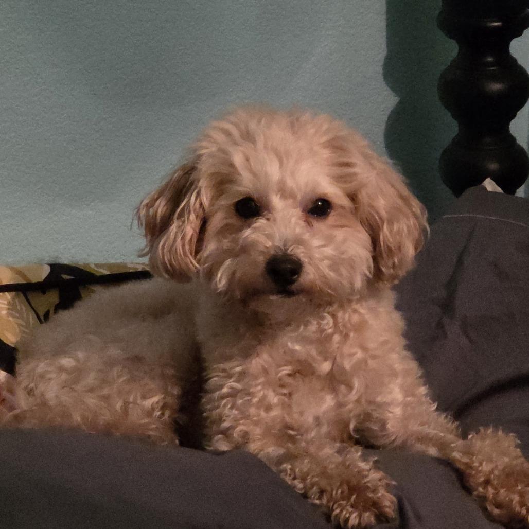 Banana, Adoptable, Adult Female Maltese & Poodle.