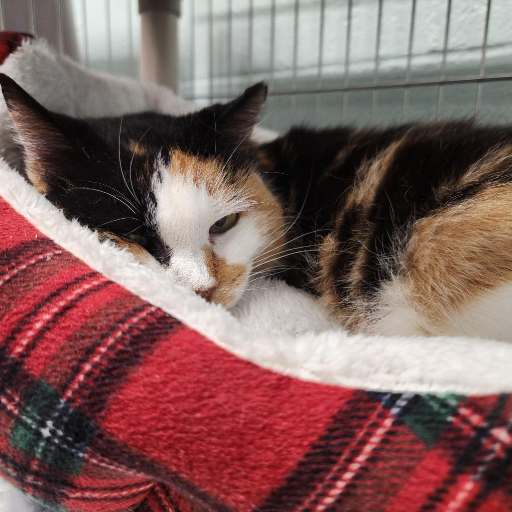 Truffles, Adoptable, Senior Female Domestic Short Hair.