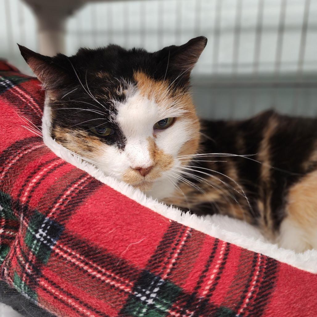 Enlarge Truffles, a Adoptable Domestic Short Hair in Columbus, NC image 2/3