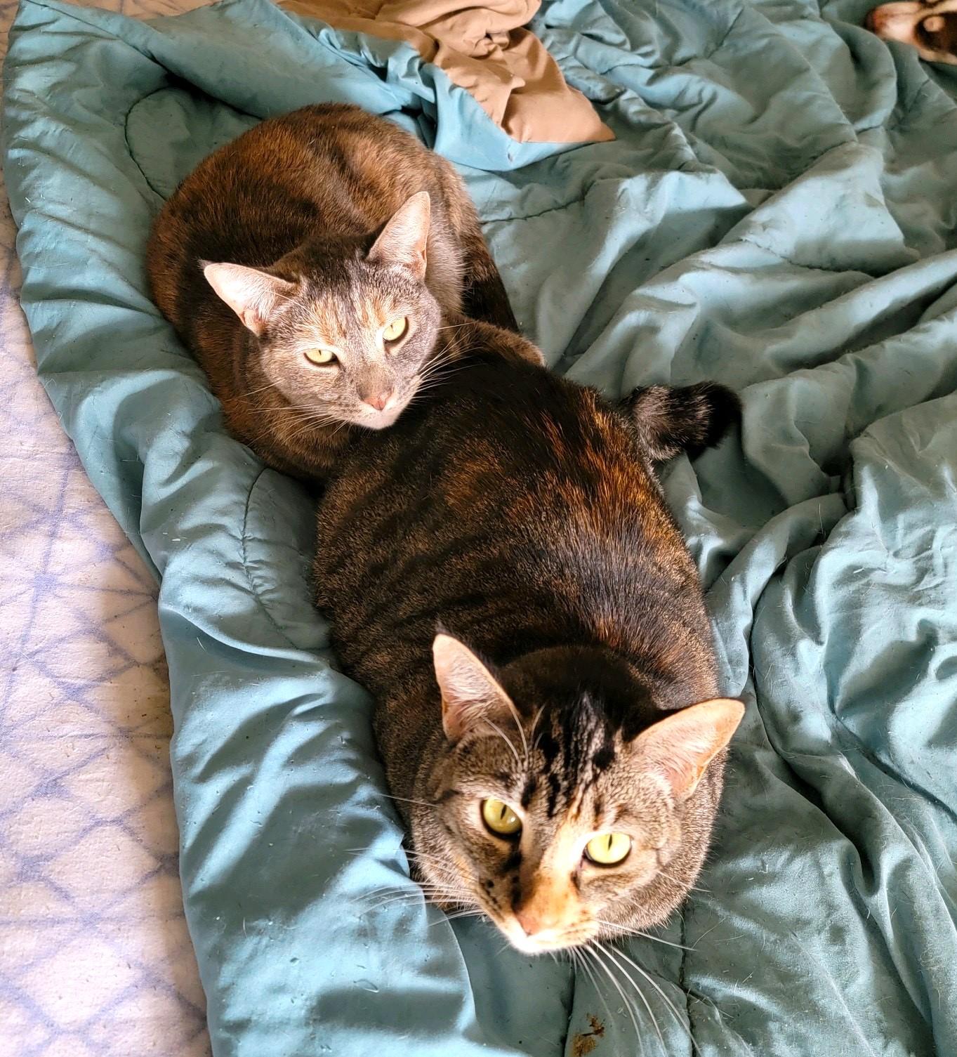 Ellie and Livvie NCC, a Adoptable mixed breed in Havelock, NC image 1/6