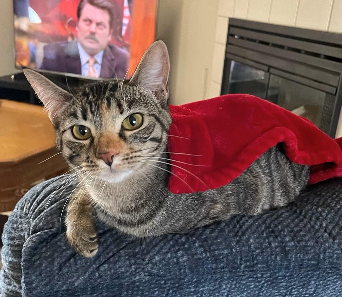 Ellie and Livvie NCC, a Adoptable mixed breed in Havelock, NC image 5/6