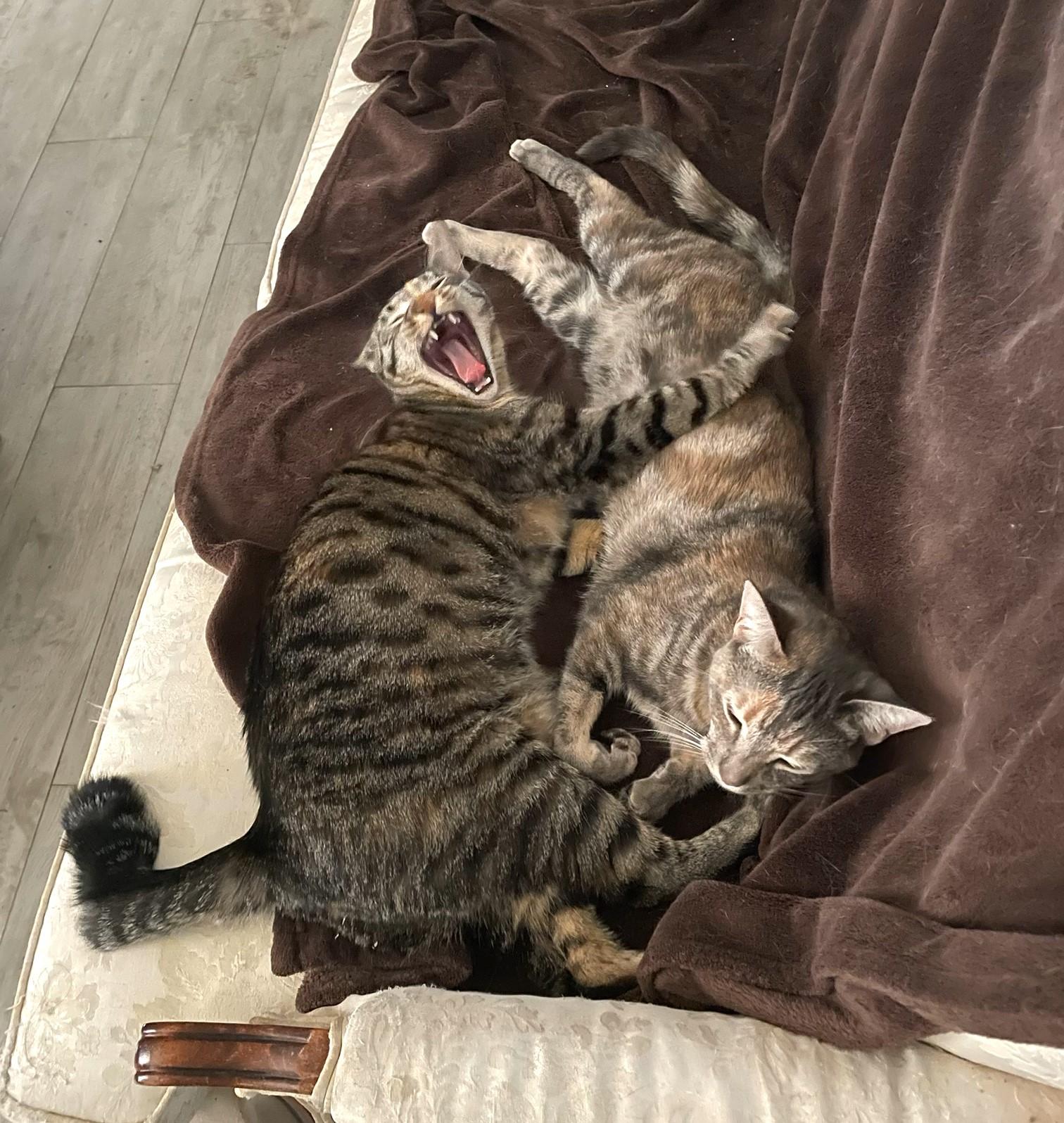 Ellie and Livvie NCC, a Adoptable mixed breed in Havelock, NC image 2/6