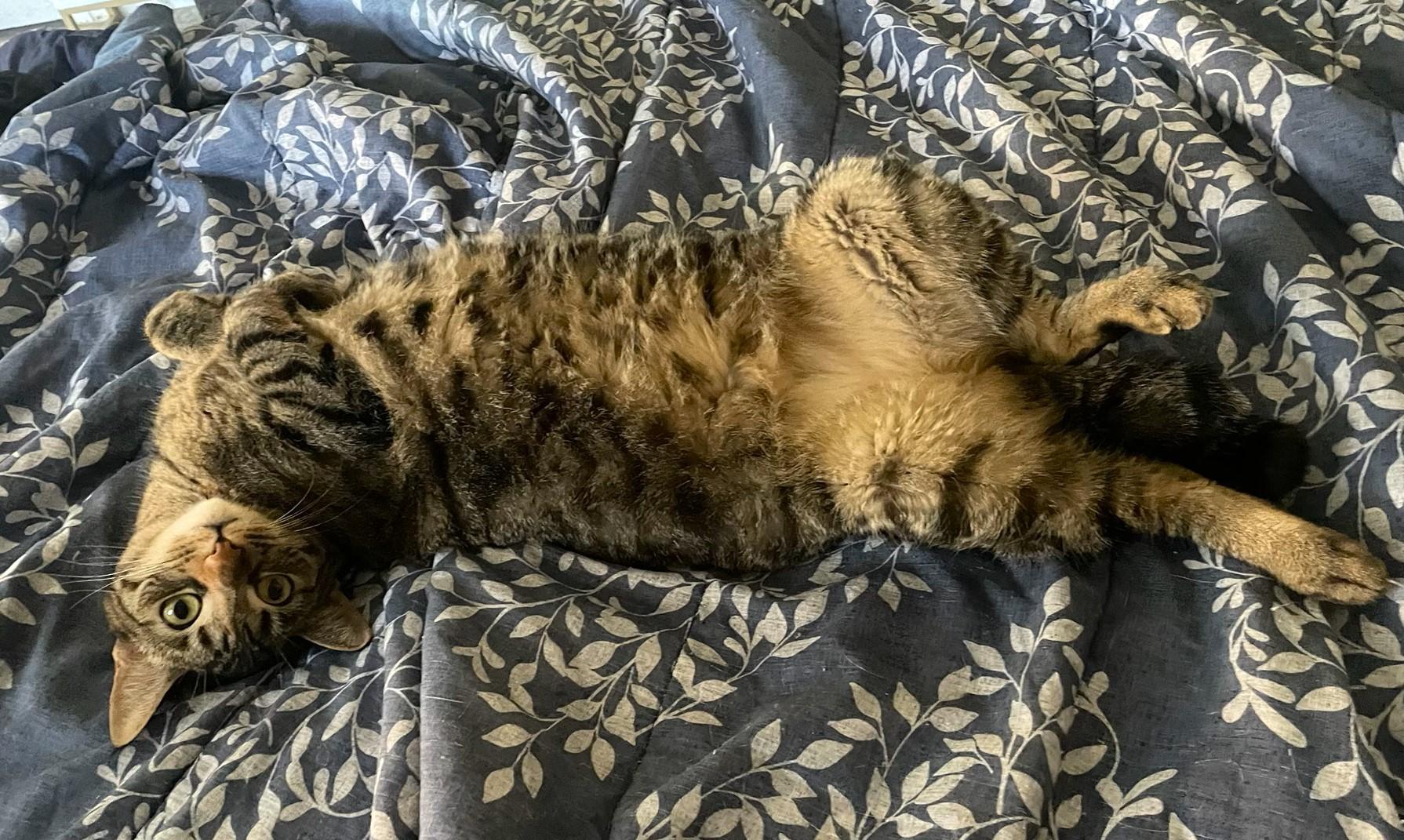 Ellie and Livvie NCC, a Adoptable mixed breed in Havelock, NC image 6/6