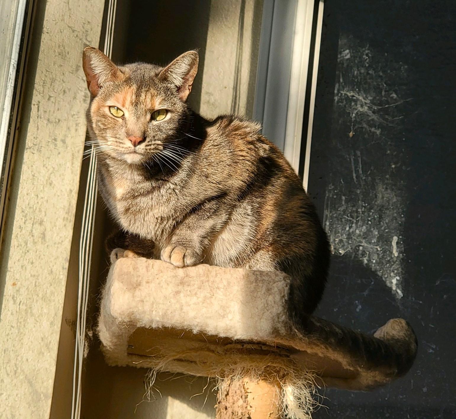 Ellie and Livvie NCC, a Adoptable mixed breed in Havelock, NC image 3/6