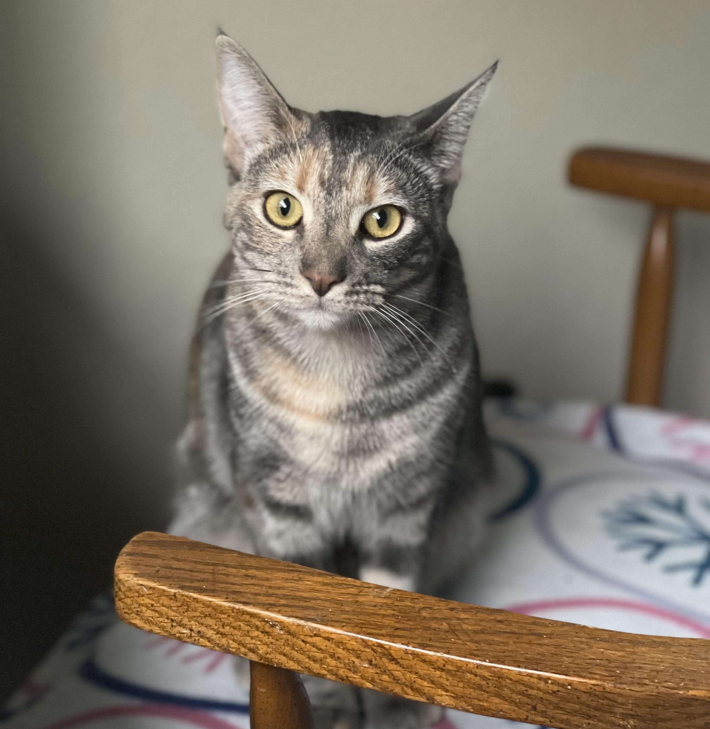 Ellie And Livvie Ncc thumbnail 6