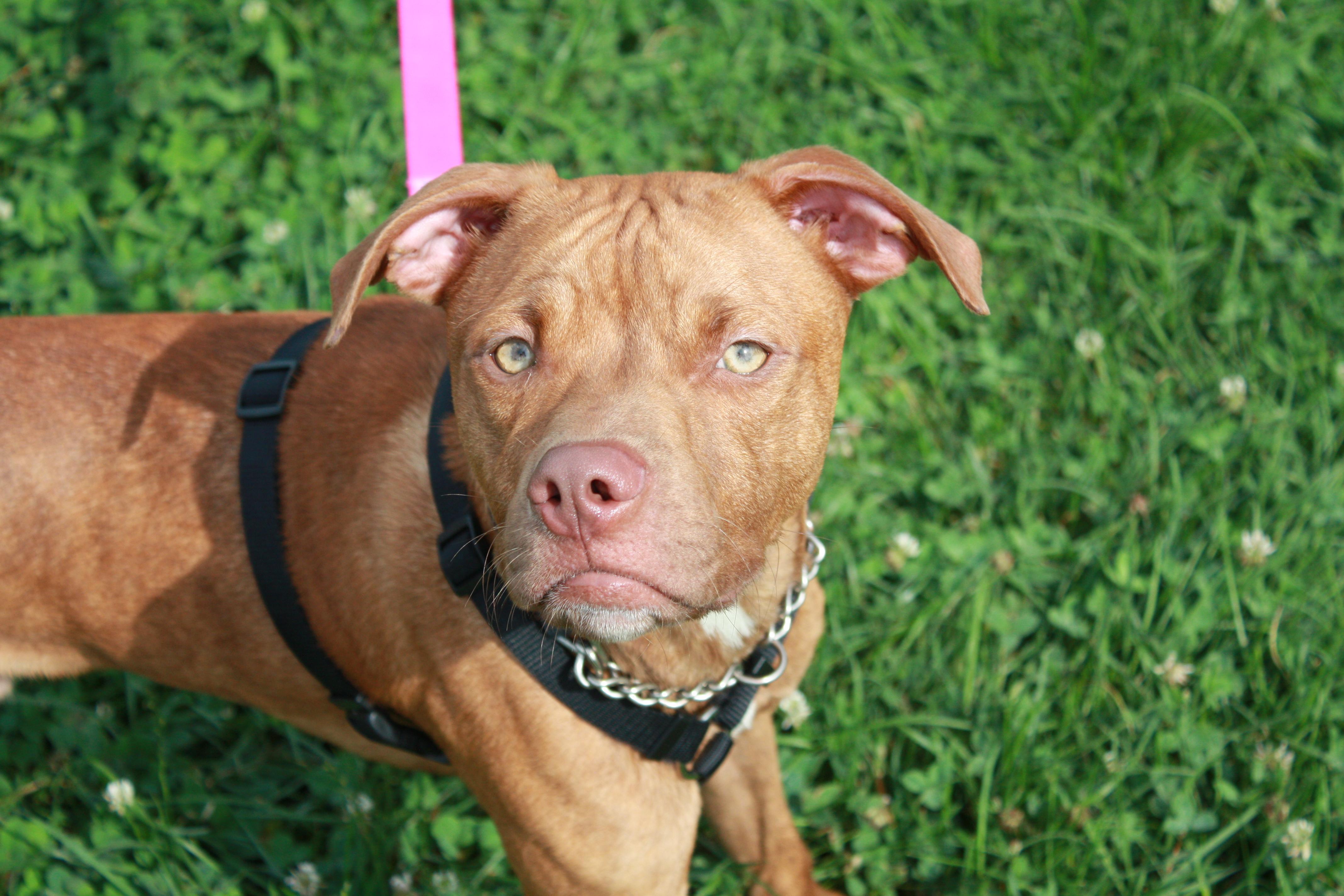 Bubbles, Adoptable, Young Male Pit Bull Terrier.