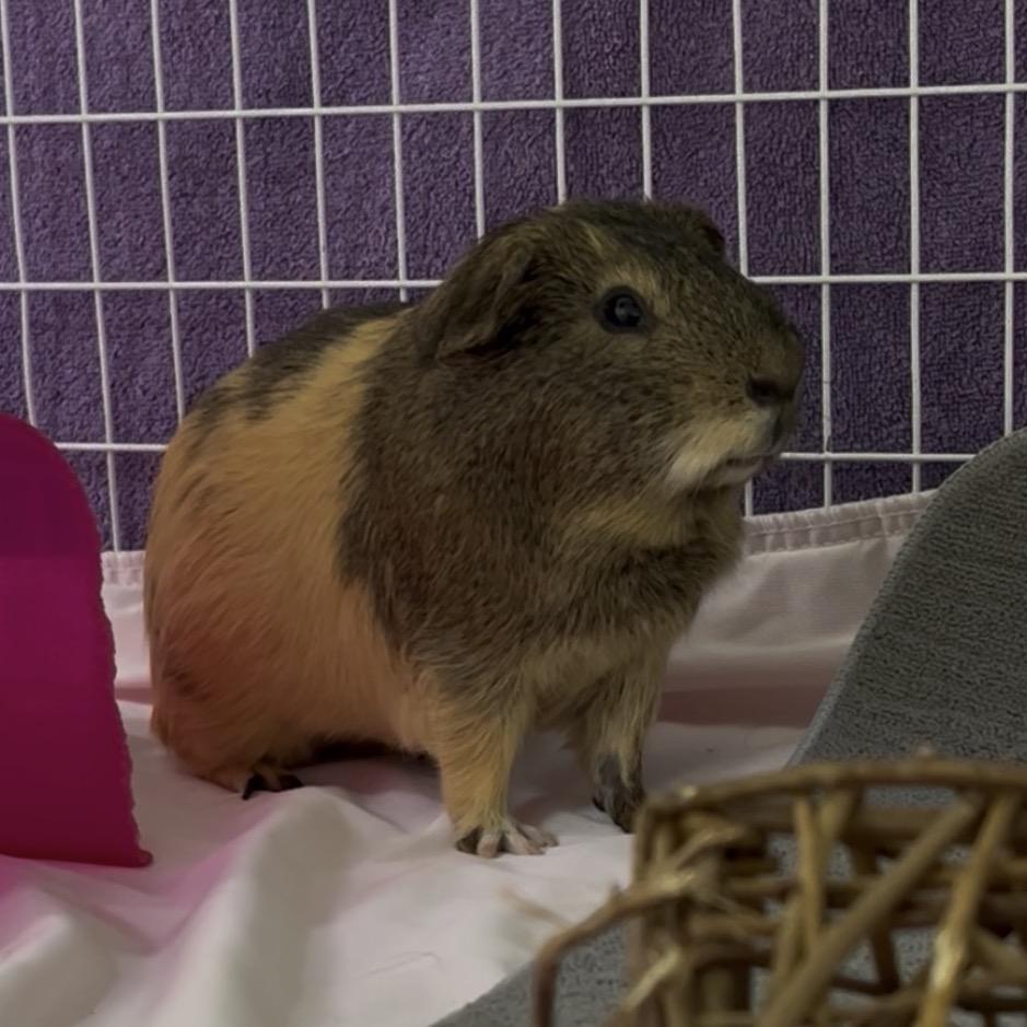 Enlarge Snoopy, a Adoptable Guinea Pig in Clearwater, FL image 1/4