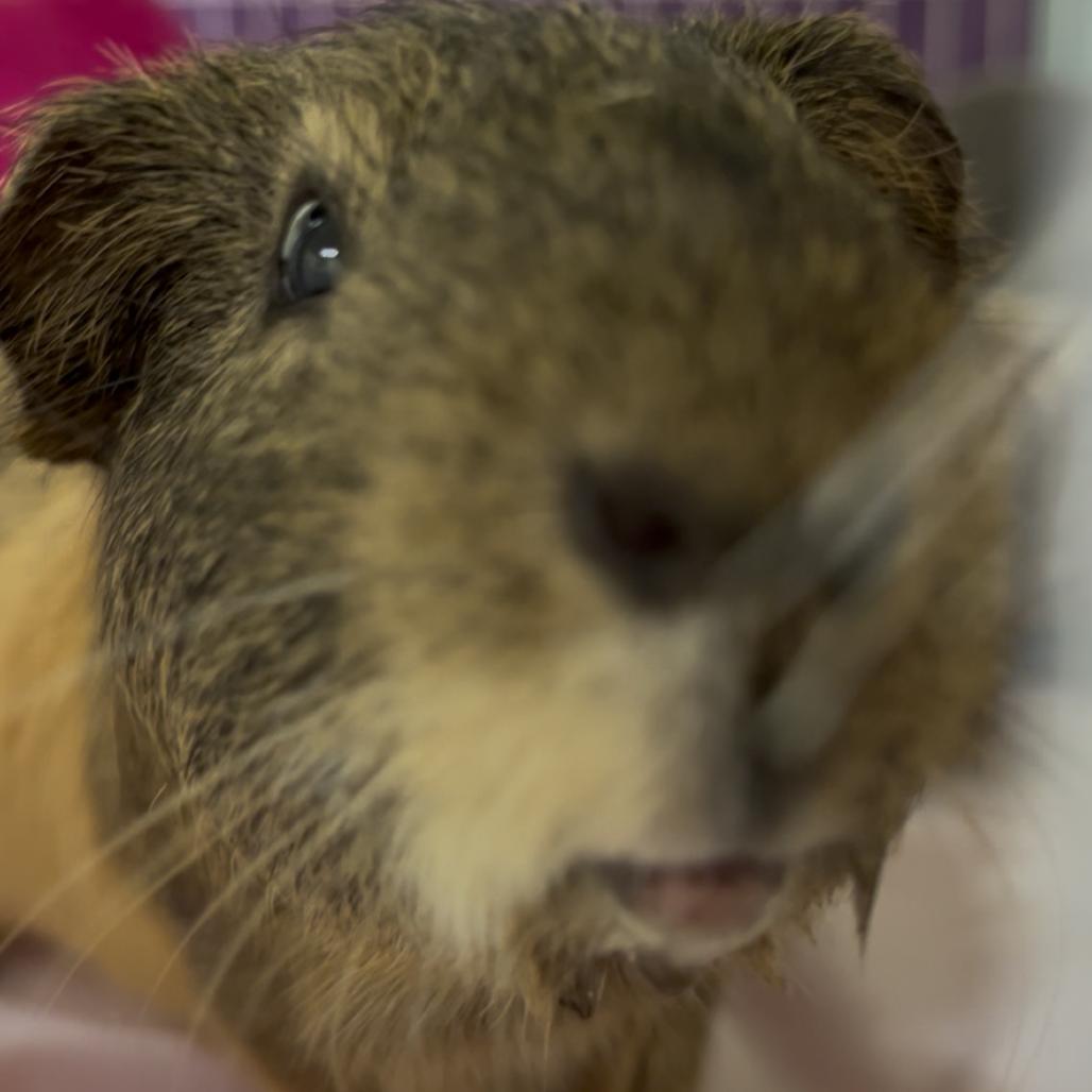 Enlarge Snoopy, a Adoptable Guinea Pig in Clearwater, FL image 2/4