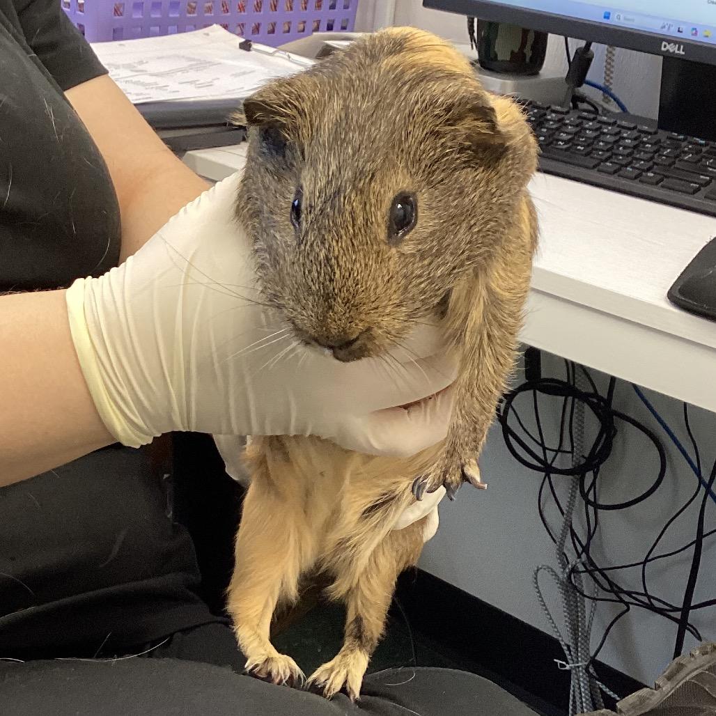 Enlarge Snoopy, a Adoptable Guinea Pig in Clearwater, FL image 3/4