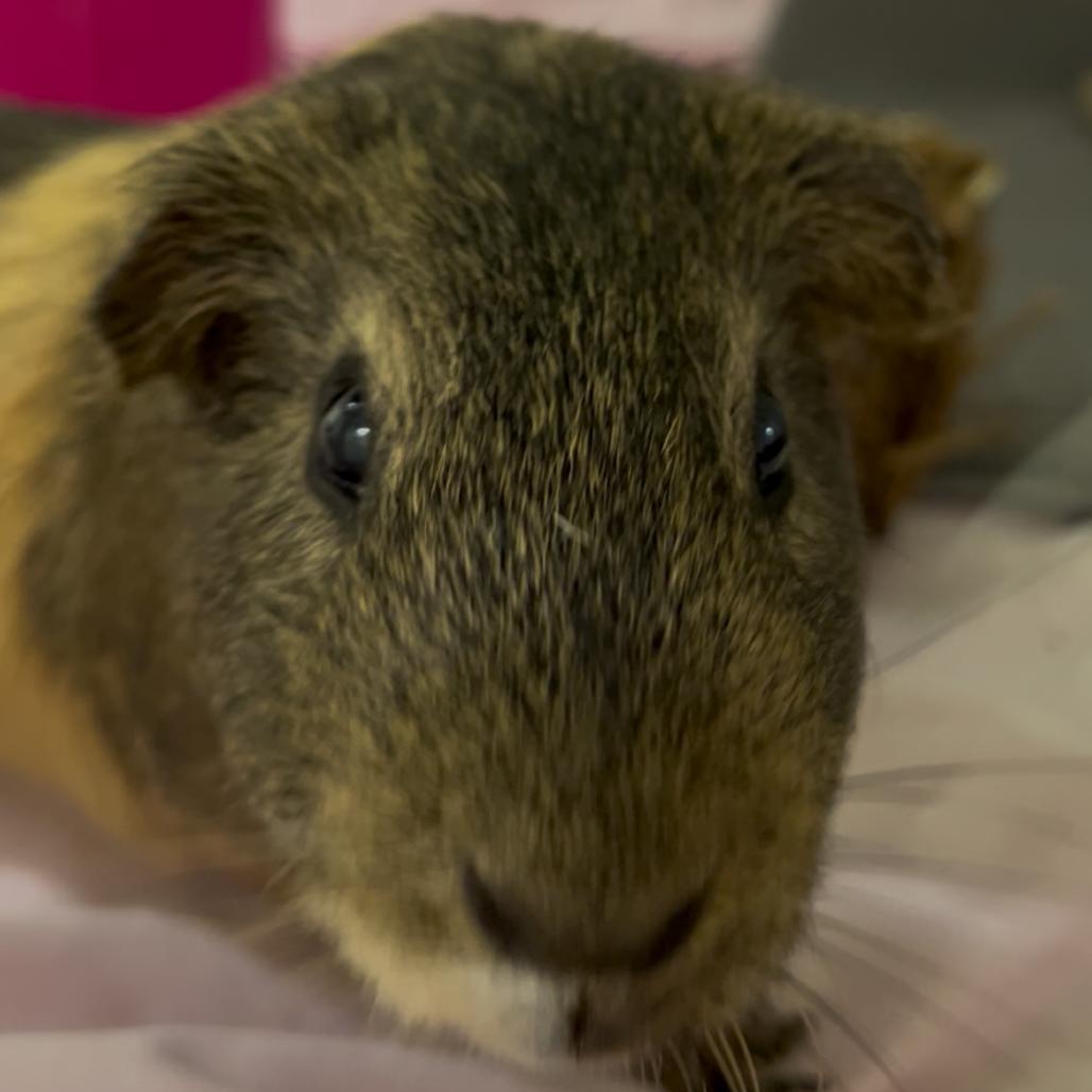 Enlarge Snoopy, a Adoptable Guinea Pig in Clearwater, FL image 4/4