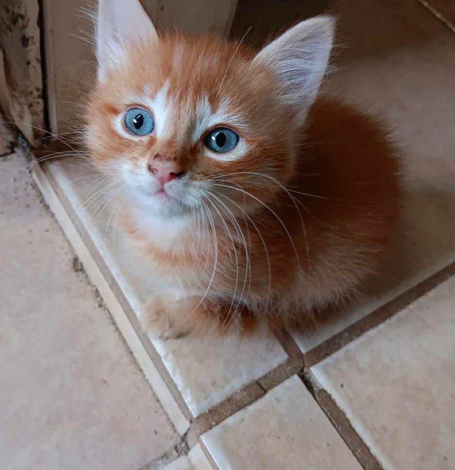 Enlarge Tiger Lily, a Adoptable Domestic Long Hair in Thatcher, AZ image 2/2
