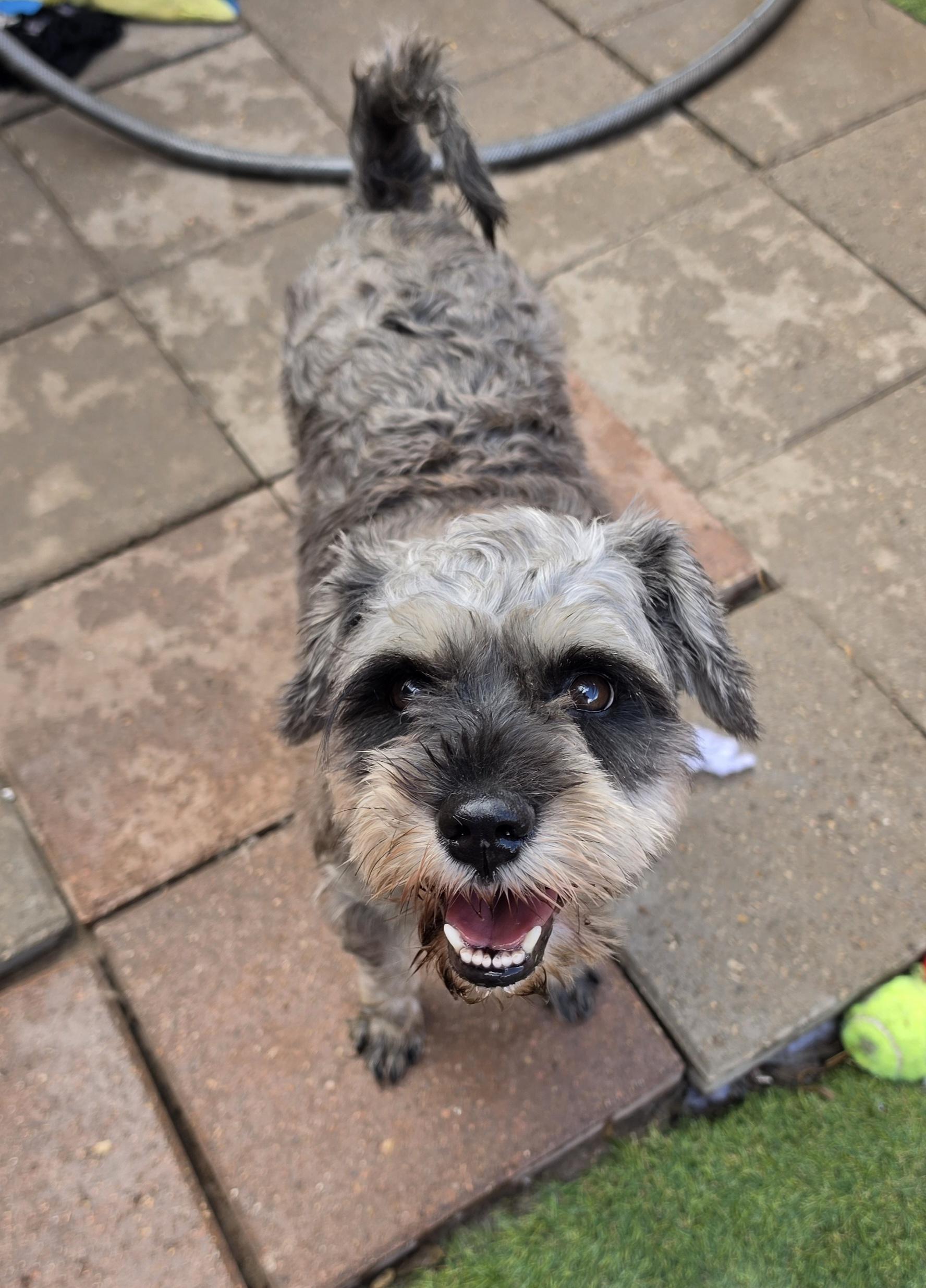 Tommy, Adoptable, Young Male Miniature Schnauzer.