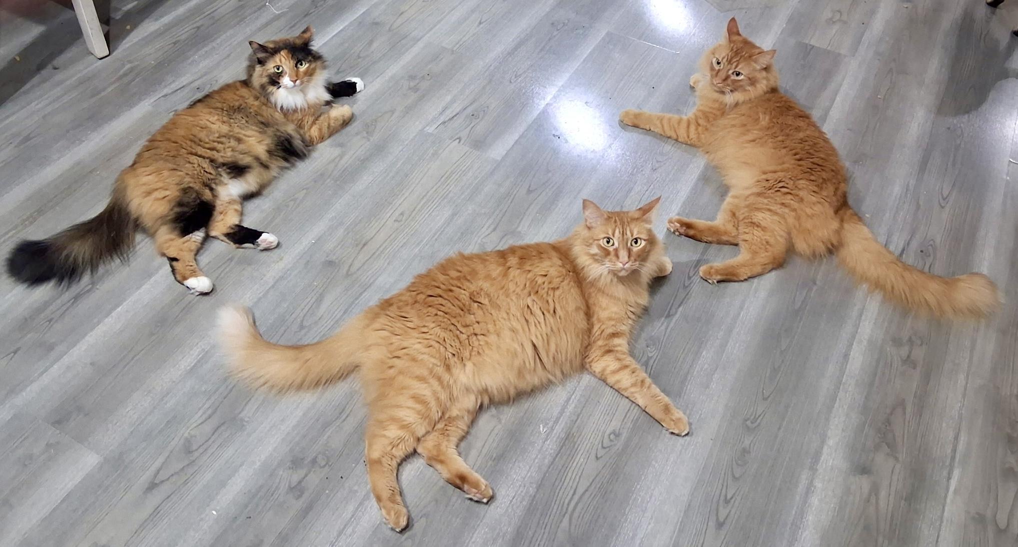 Murray, Murphy and Jezebel - adopt together, a Adoptable Domestic Long Hair in Bothell, WA image 5/6