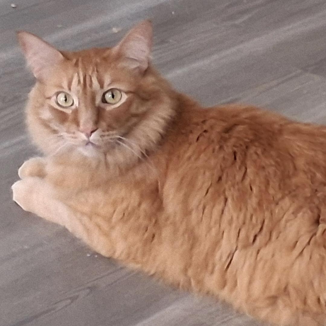 Murray, a Adoptable Domestic Long Hair in Bothell, WA image 1/5