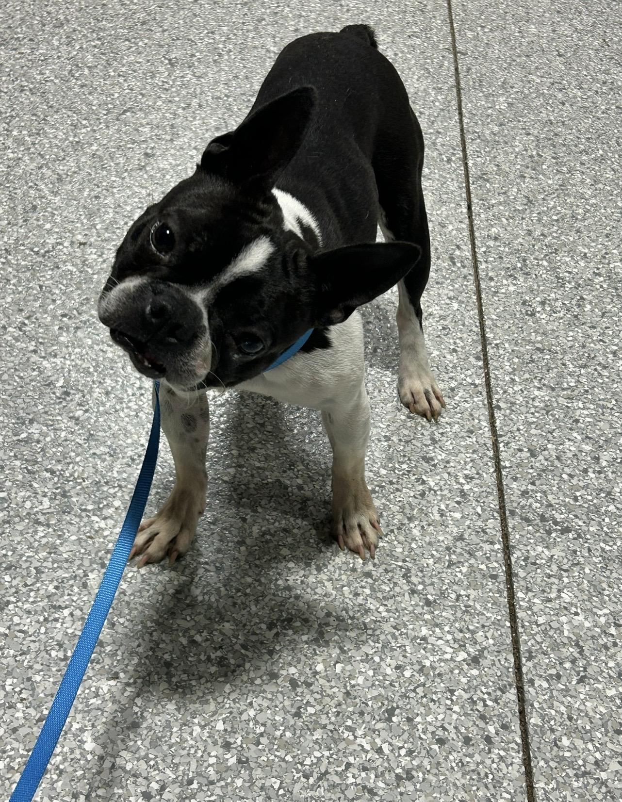 Atlas, ADOPTABLE, Adult Male Boston Terrier.