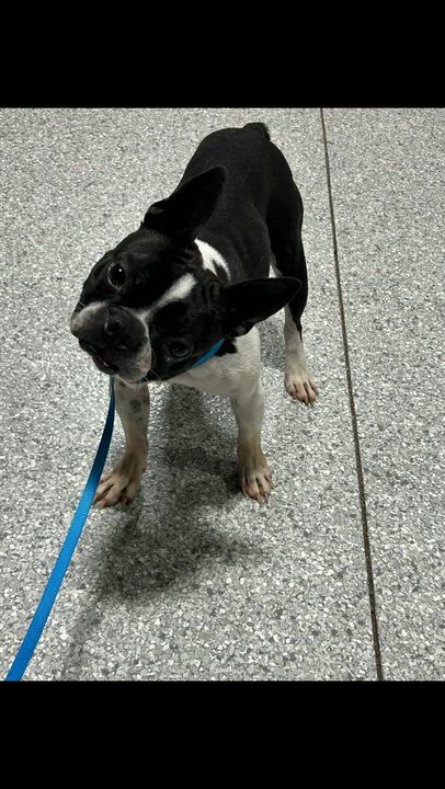Enlarge Atlas, a ADOPTABLE Boston Terrier in Antwerp, OH video 3/3