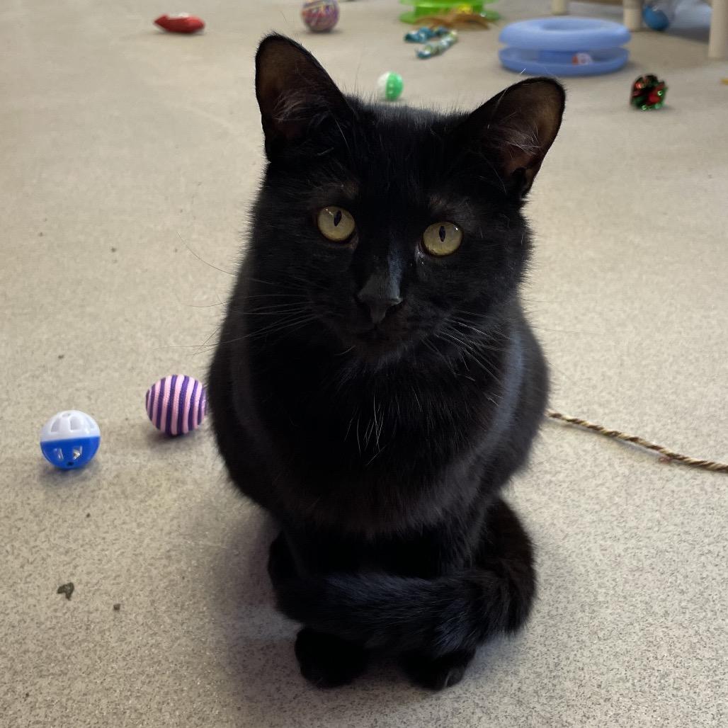Onyx, Adoptable, Adult Female Domestic Short Hair.