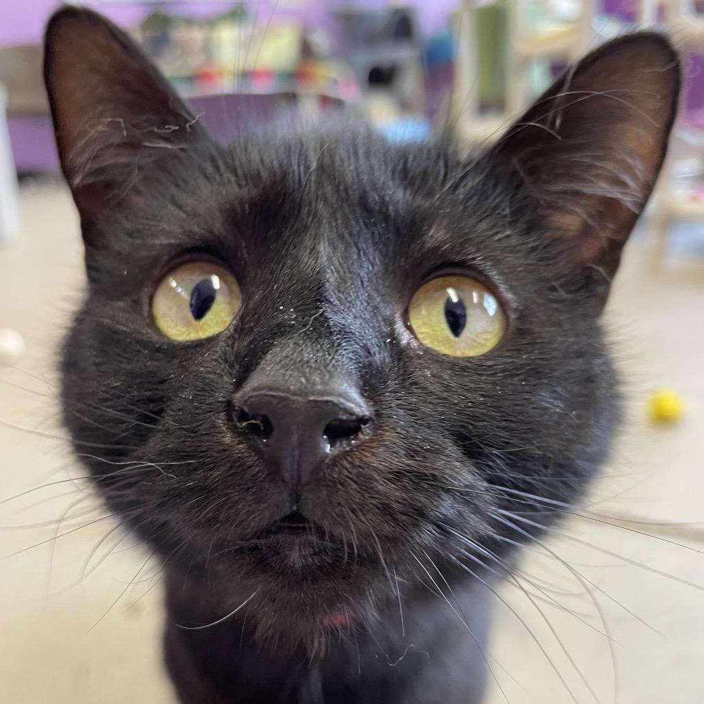 Enlarge Onyx, a Adoptable Domestic Short Hair in Hamburg, NY image 2/2