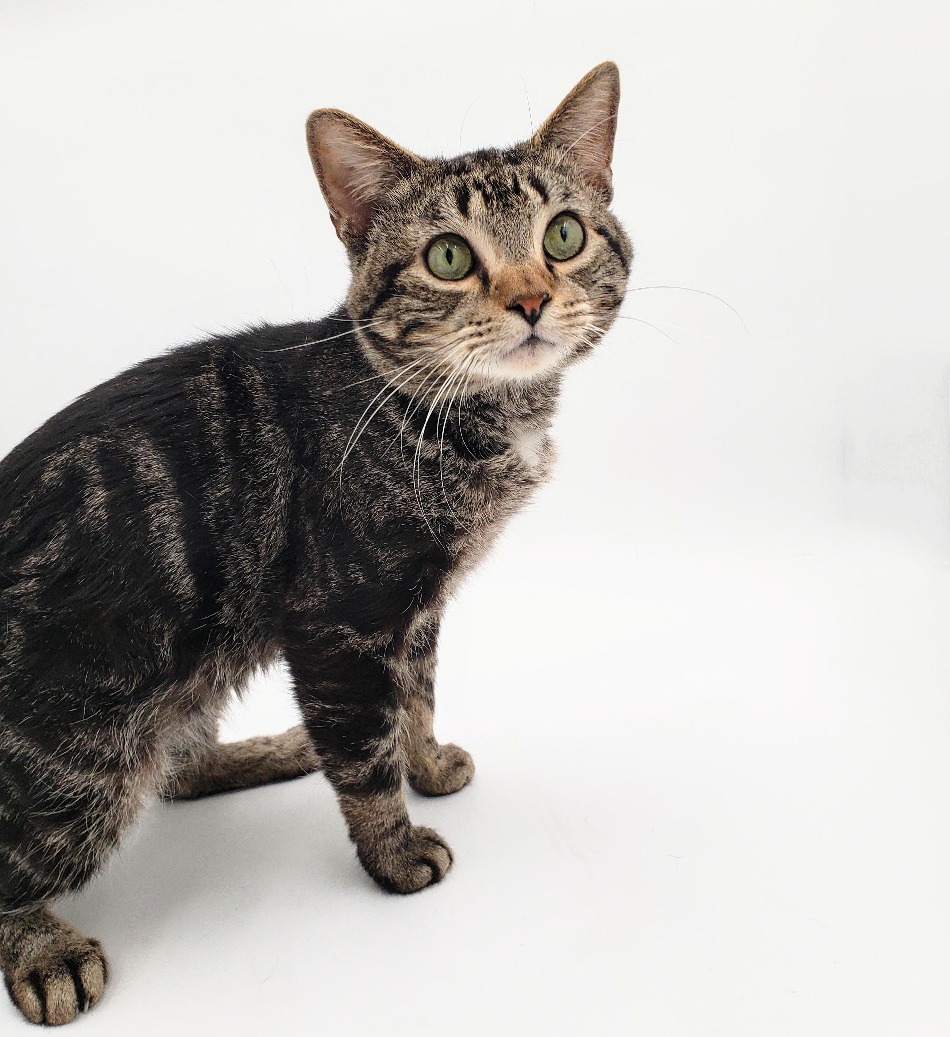 Roosevelt, Young Male Domestic Short Hair