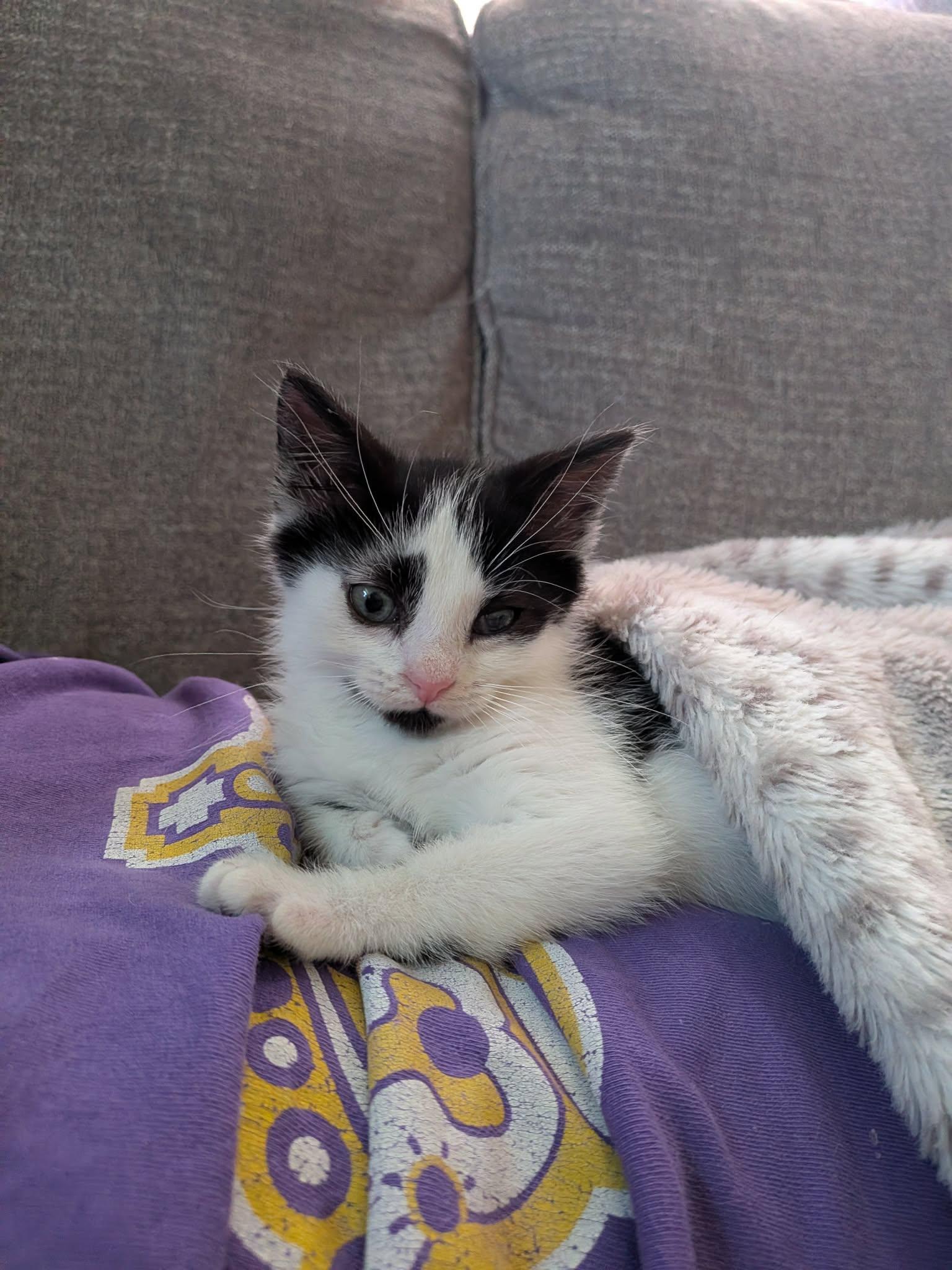 Enlarge JOSHUA, a Adopted Domestic Short Hair in Tillsonburg, ON image 1/2