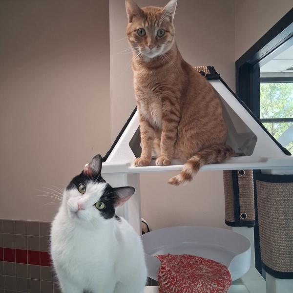 Cakes -- Bonded Buddy With Simba, Adoptable, Adult Female Domestic Short Hair.