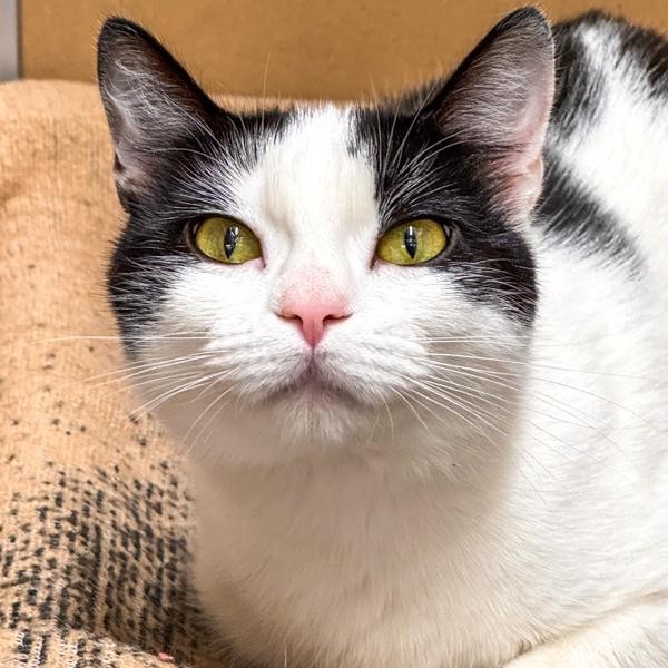 Enlarge Cakes -- Bonded Buddy With Simba, a Adoptable mixed breed in Des Moines, IA image 2/2