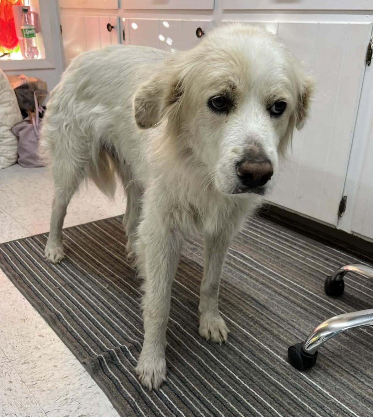 Enlarge Sarah Pidgeon, a ADOPTABLE Great Pyrenees in Brooklyn, NY image 1/1
